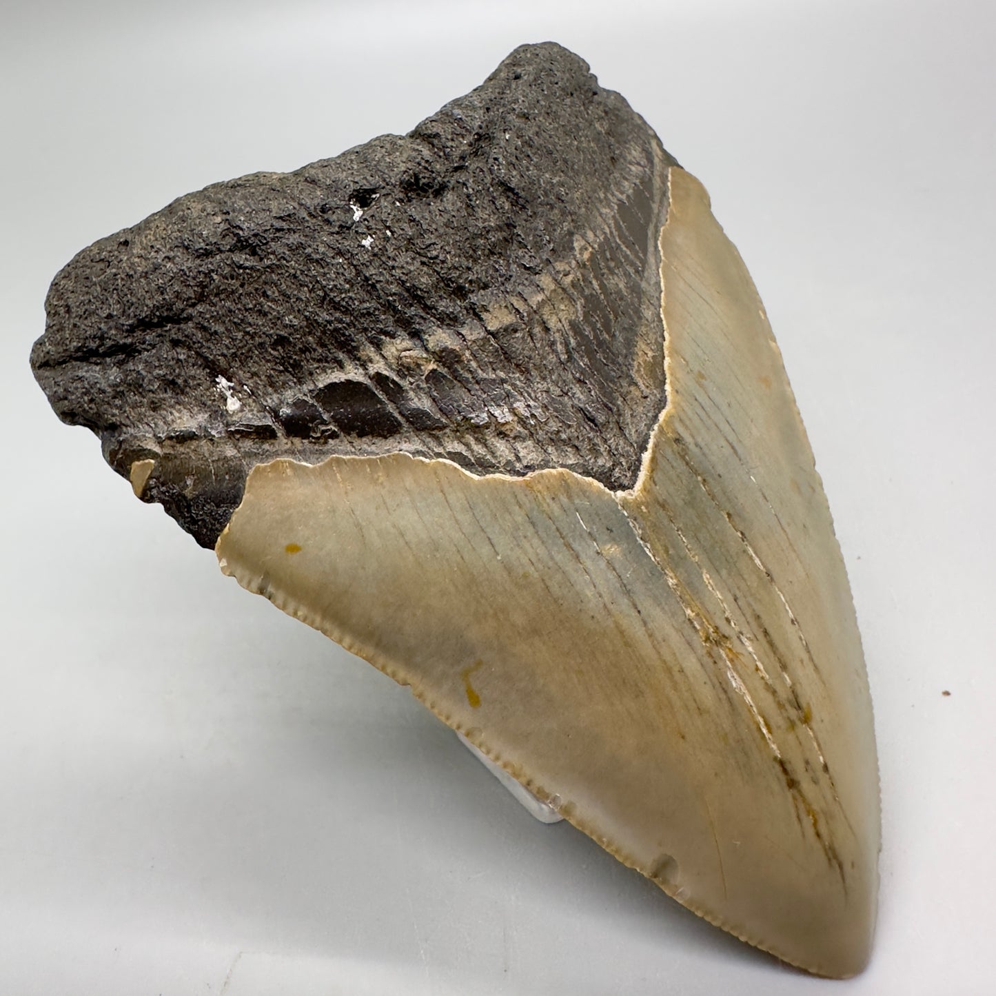 Affordable, Colorful 3.41" Fossil Megalodon Tooth from North Carolina MJ110 - Front left