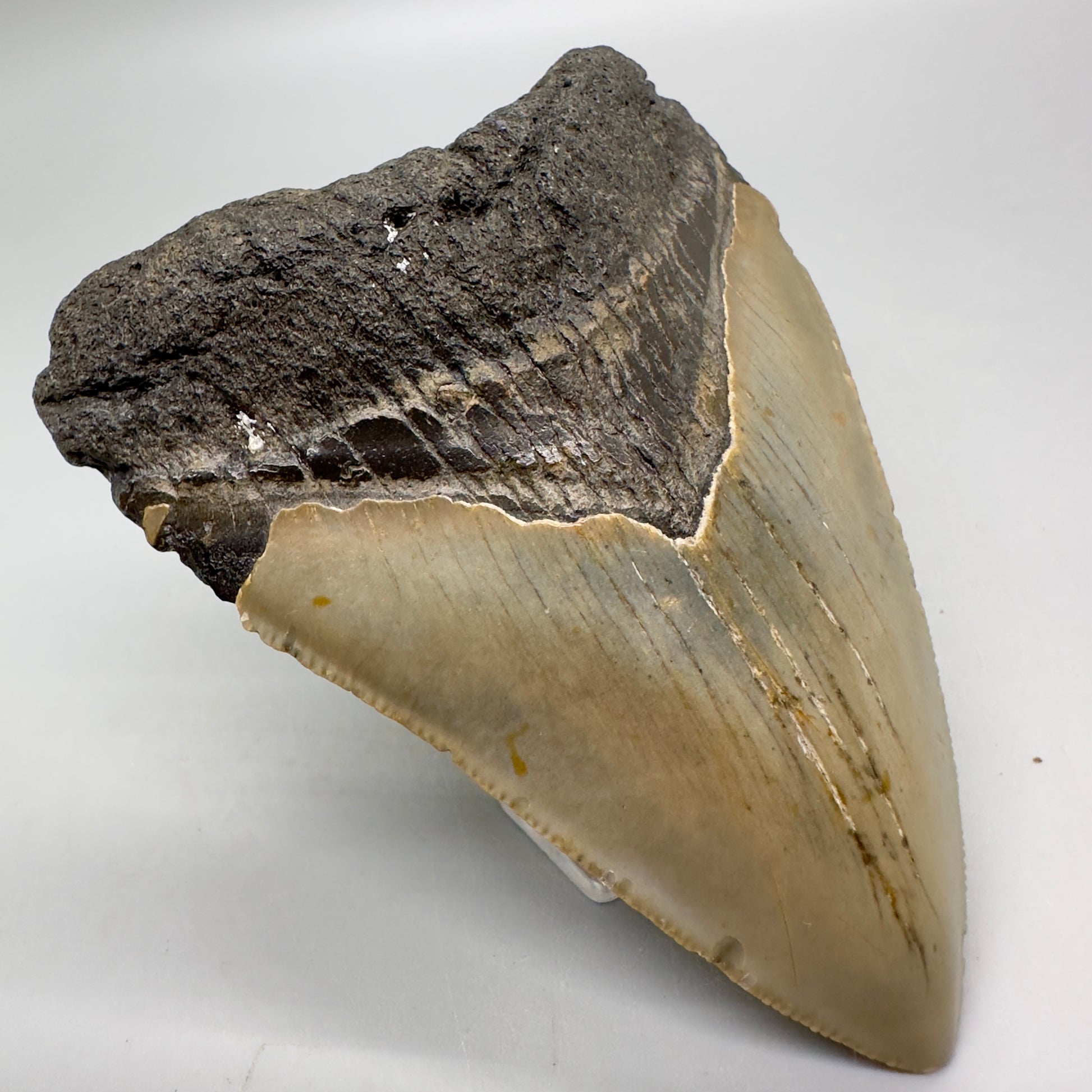 Affordable, Colorful 3.41" Fossil Megalodon Tooth from North Carolina MJ110 - Front left