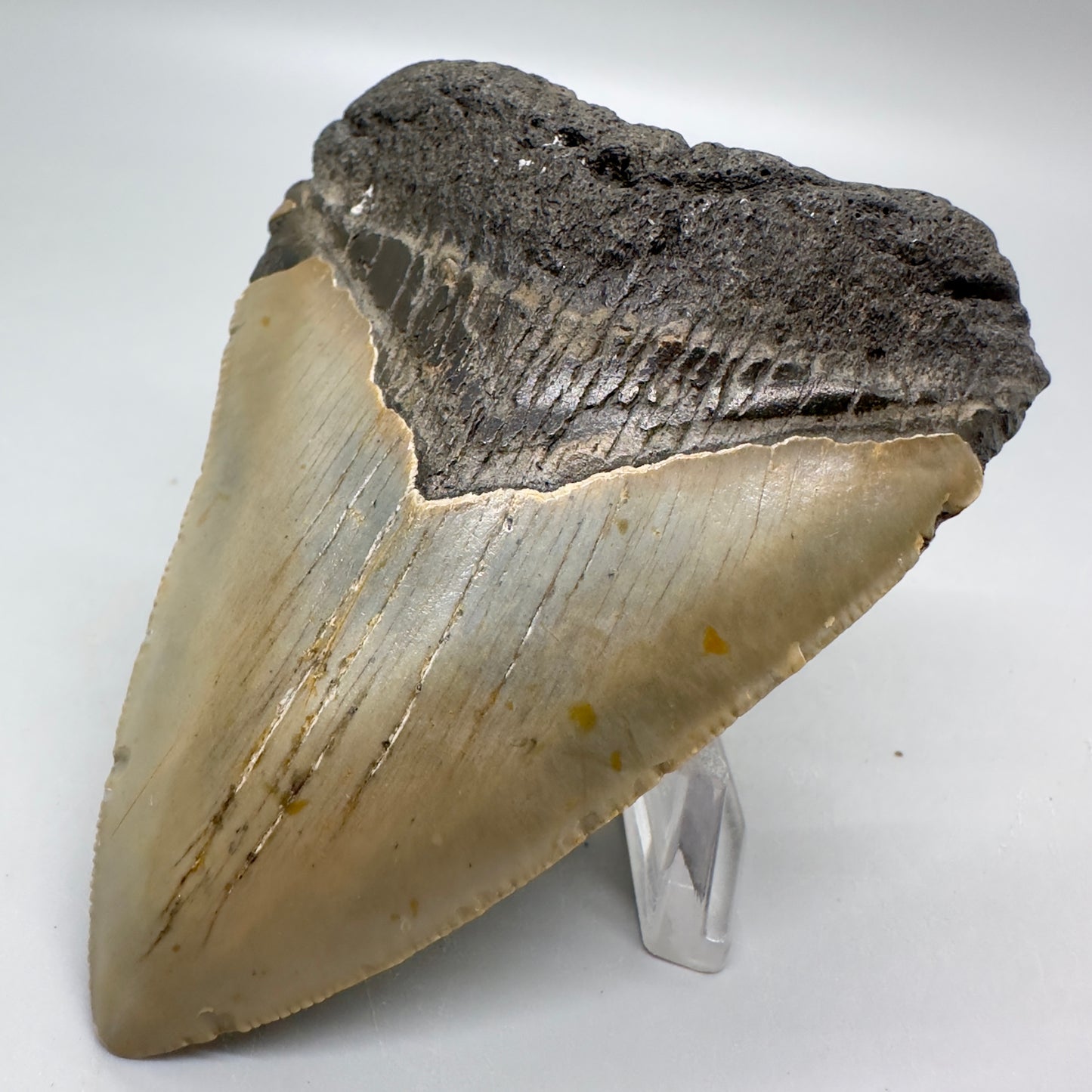 Affordable, Colorful 3.41" Fossil Megalodon Tooth from North Carolina MJ110 - Front Right