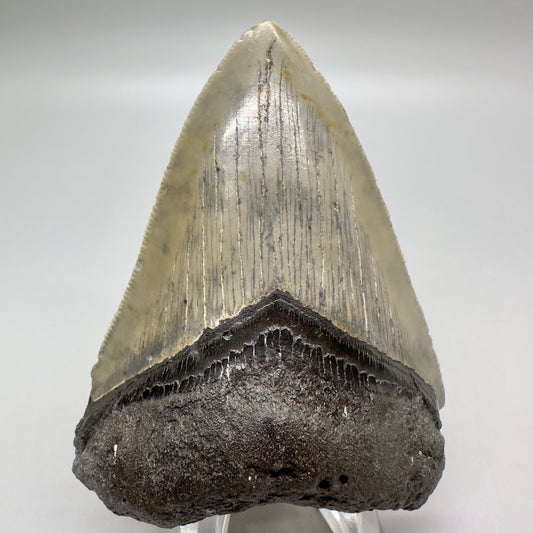 Affordable, colorful 3.33" Fossil Megalodon Tooth from North Carolina MJ111 - Front