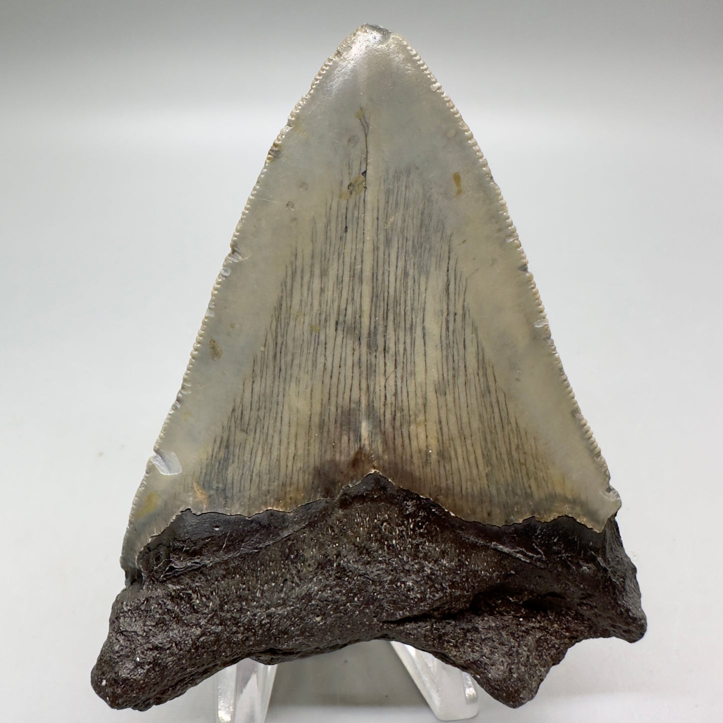 Affordable, colorful 3.33" Fossil Megalodon Tooth from North Carolina MJ111 - Back