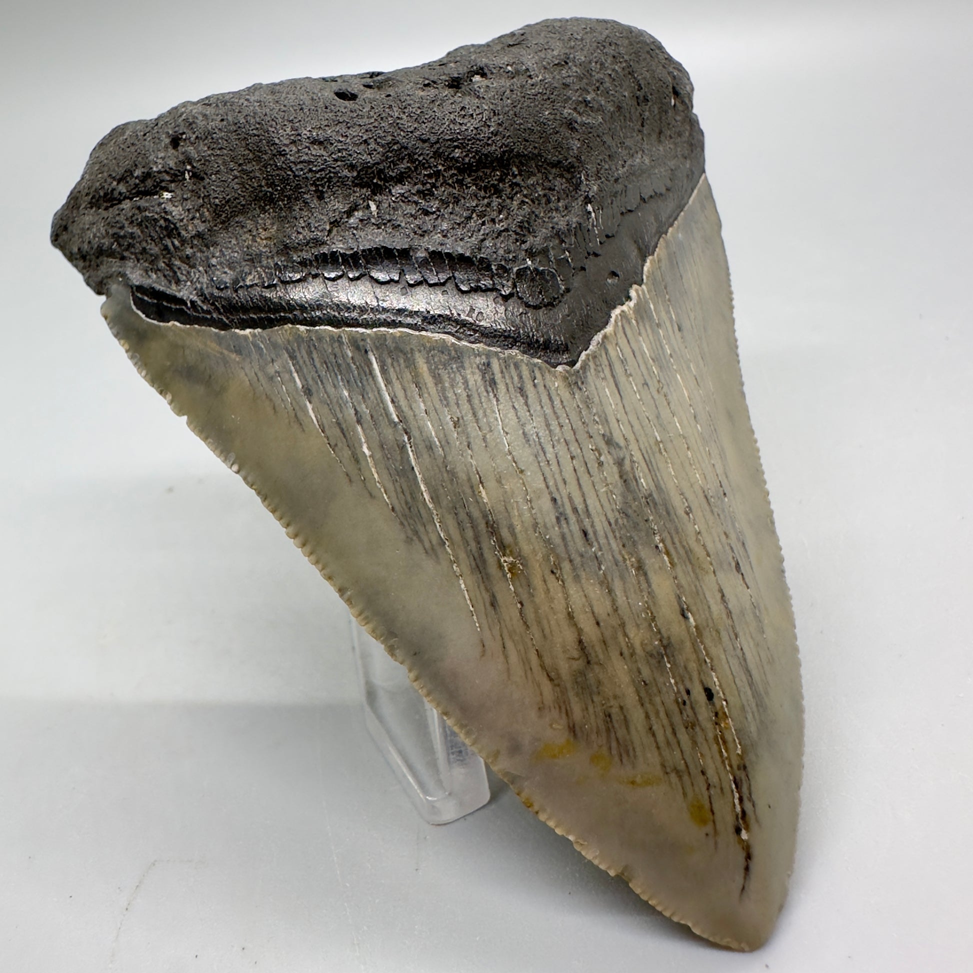 Affordable, colorful 3.33" Fossil Megalodon Tooth from North Carolina MJ111 - Front left