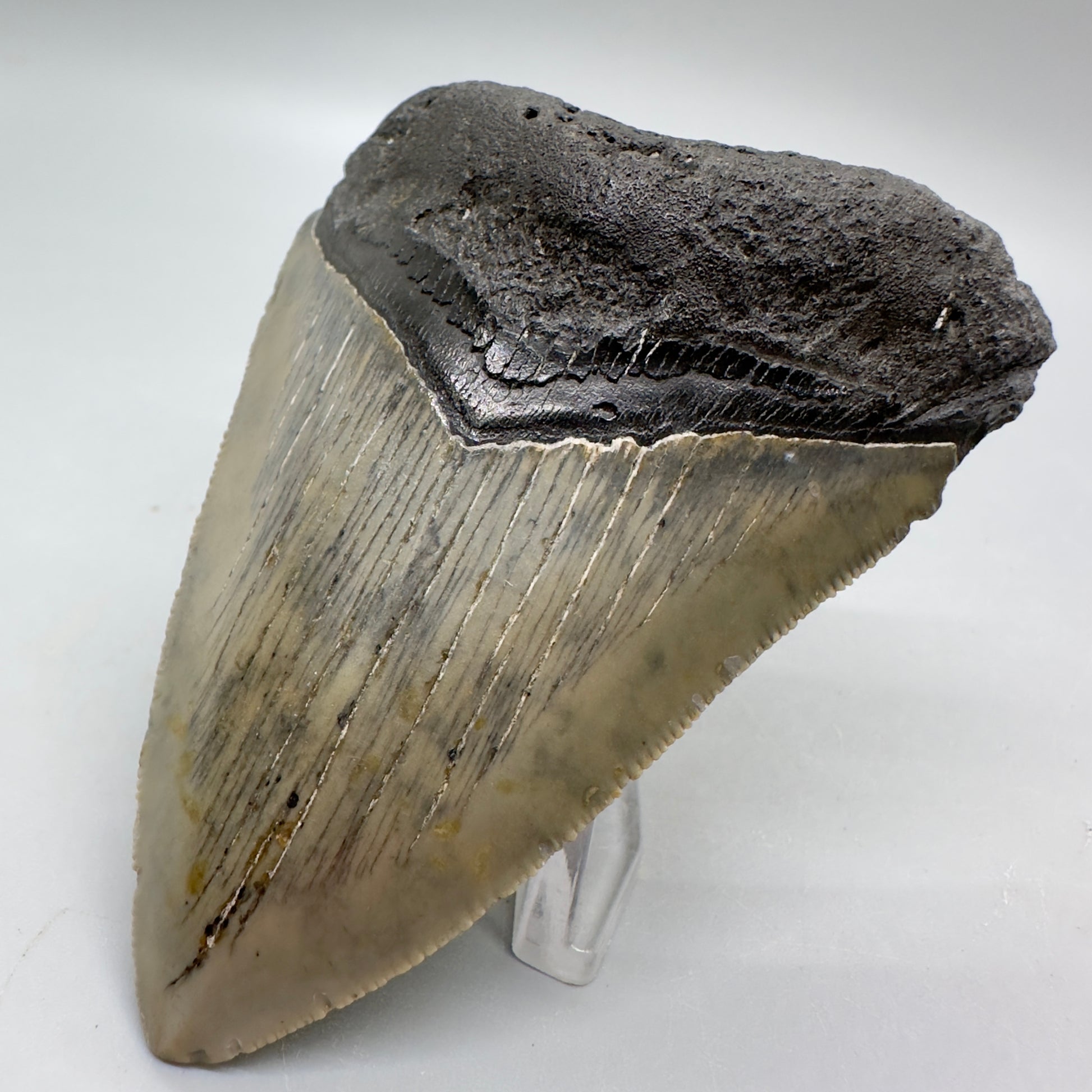 Affordable, colorful 3.33" Fossil Megalodon Tooth from North Carolina MJ111 - Front Right
