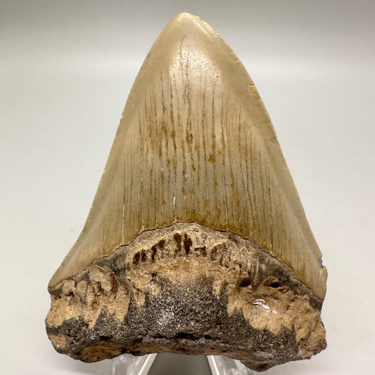 Affordable, colorful 3.43" Fossil Megalodon Tooth from North Carolina MJ109 - Front