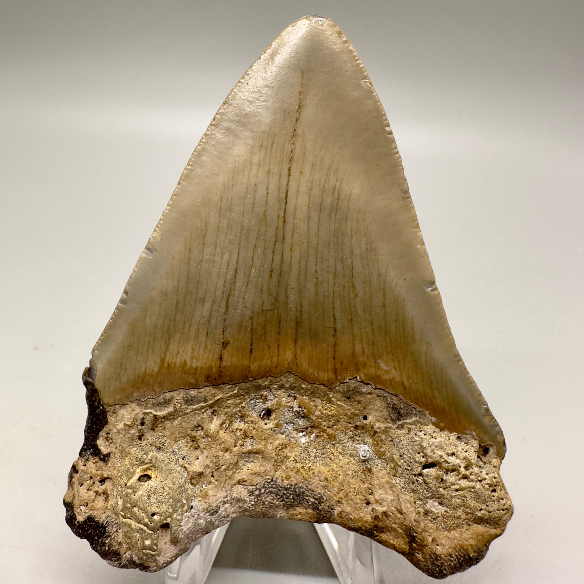 Affordable, colorful 3.43" Fossil Megalodon Tooth from North Carolina MJ109 - Back