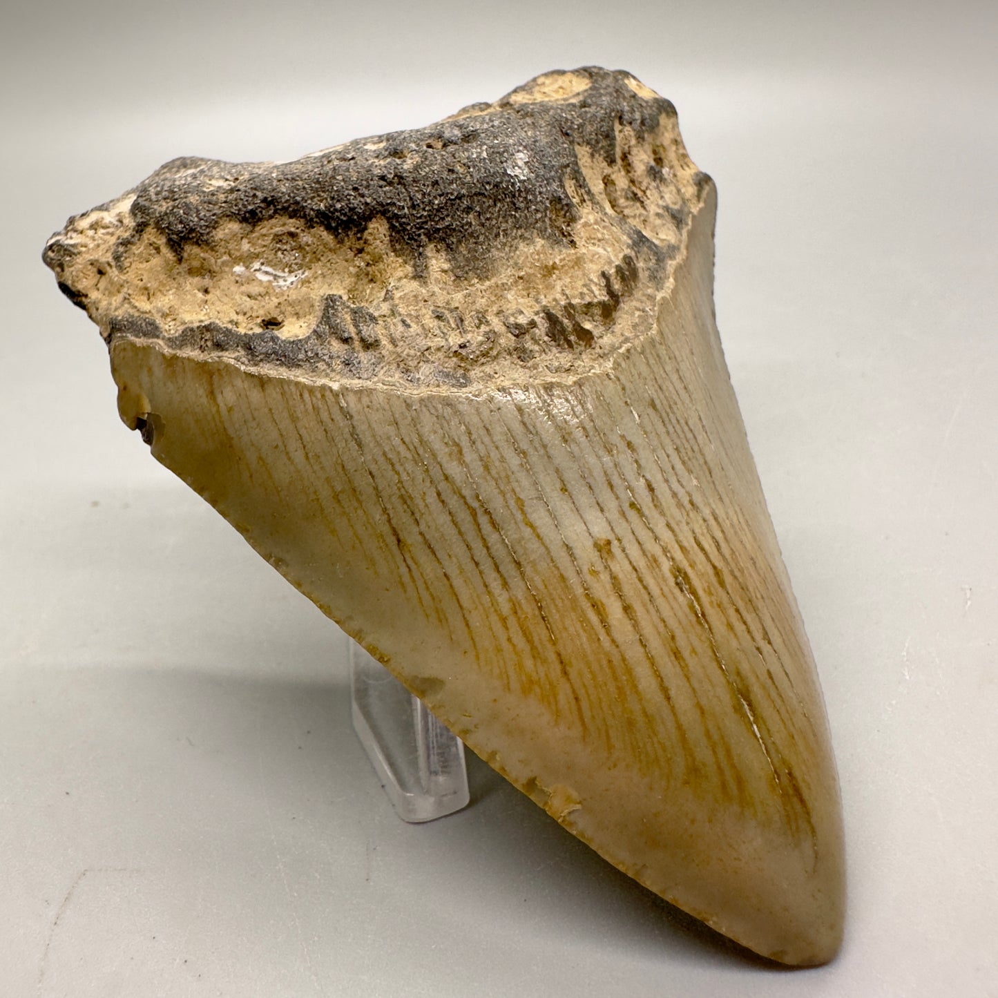 Affordable, colorful 3.43" Fossil Megalodon Tooth from North Carolina MJ109 - Front left