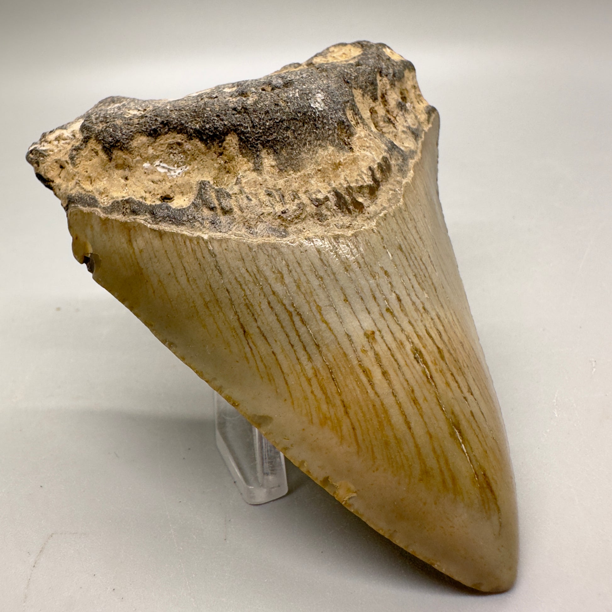 Affordable, colorful 3.43" Fossil Megalodon Tooth from North Carolina MJ109 - Front left