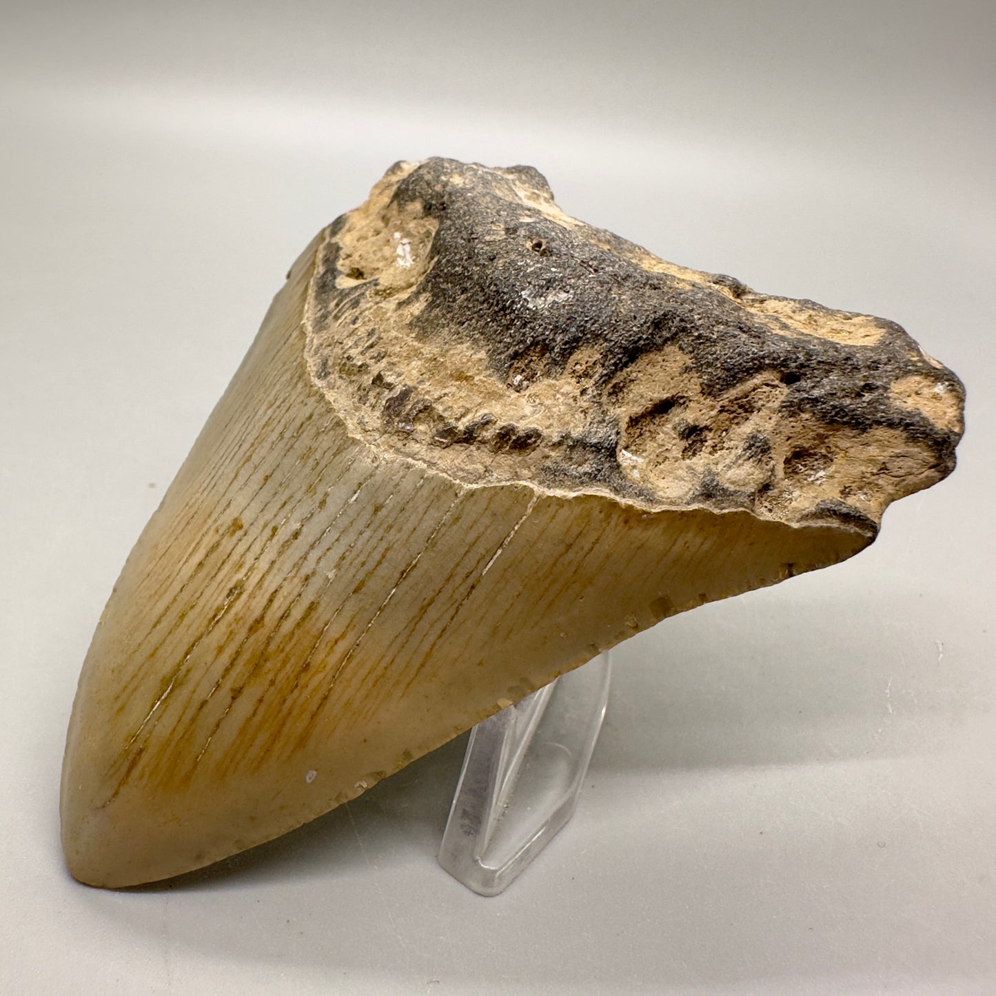 Affordable, colorful 3.43" Fossil Megalodon Tooth from North Carolina MJ109 - Front Right