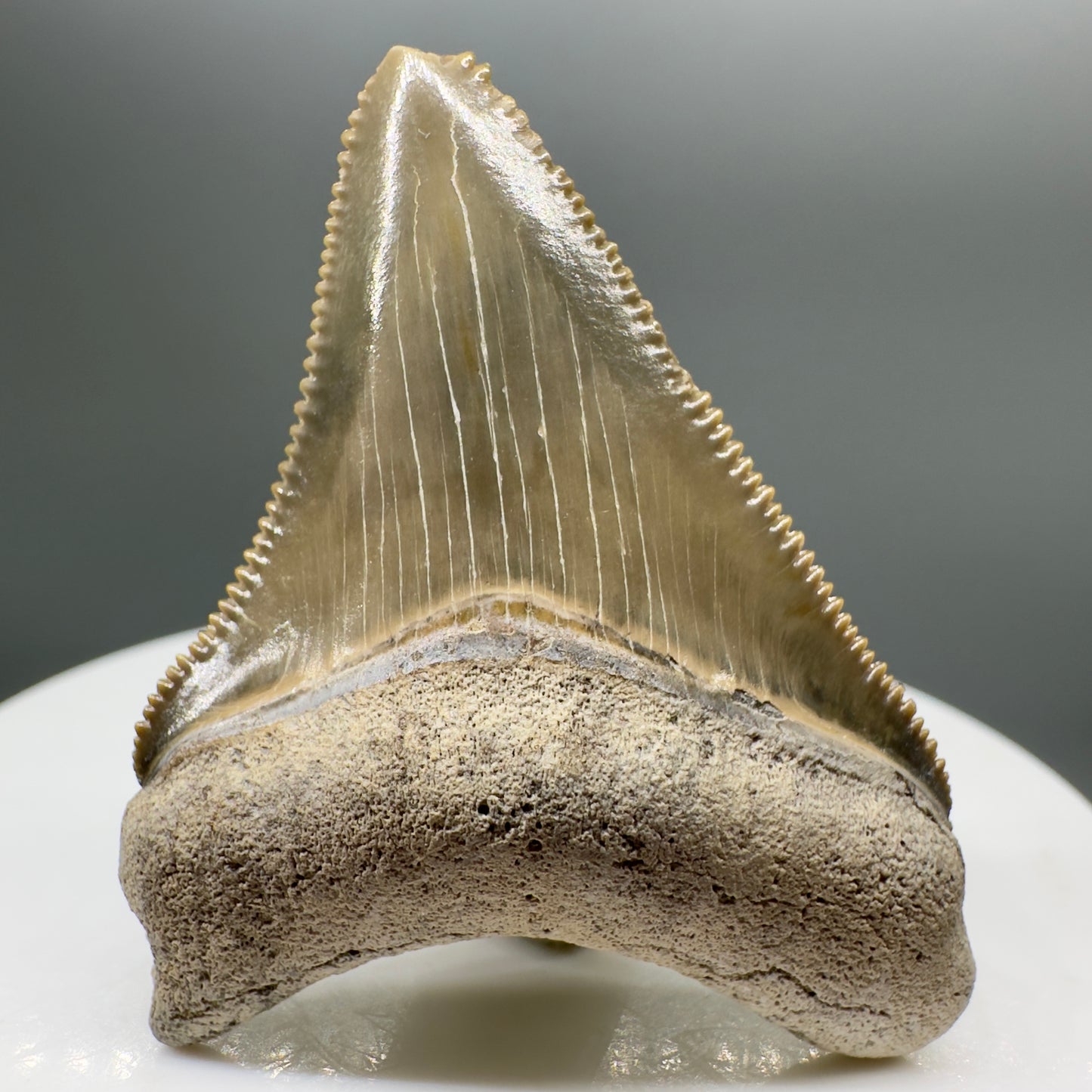 Colorful, sharply serrated 1.73" juvenile Fossil Megalodon Tooth from Bone Valley, FL - Front