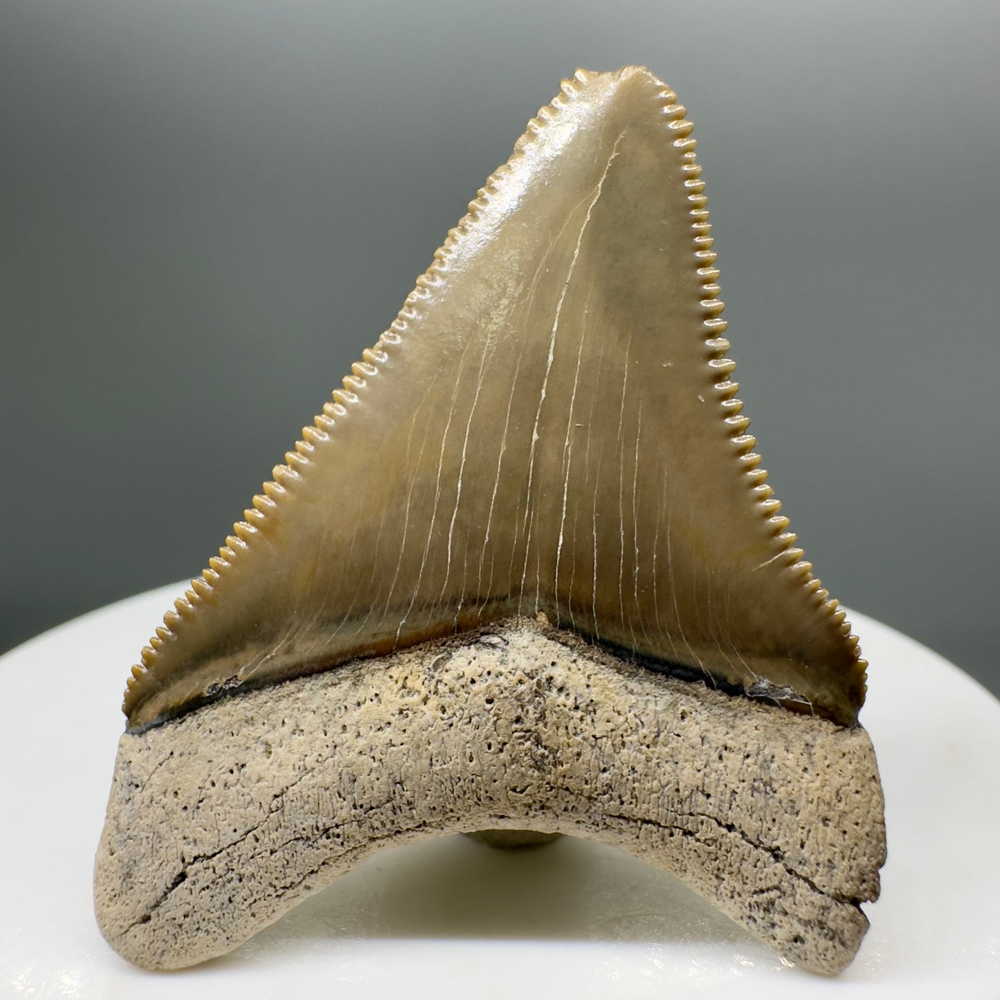 Colorful, sharply serrated 1.73" juvenile Fossil Megalodon Tooth from Bone Valley, FL - Back 