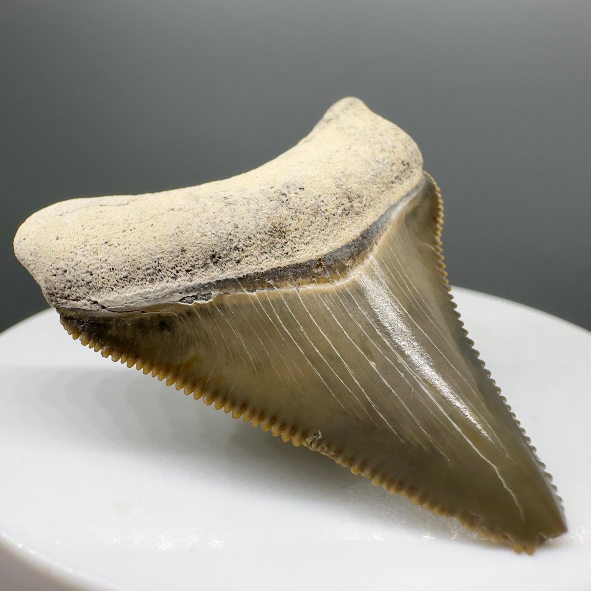 Colorful, sharply serrated 1.73" juvenile Fossil Megalodon Tooth from Bone Valley, FL - Front left