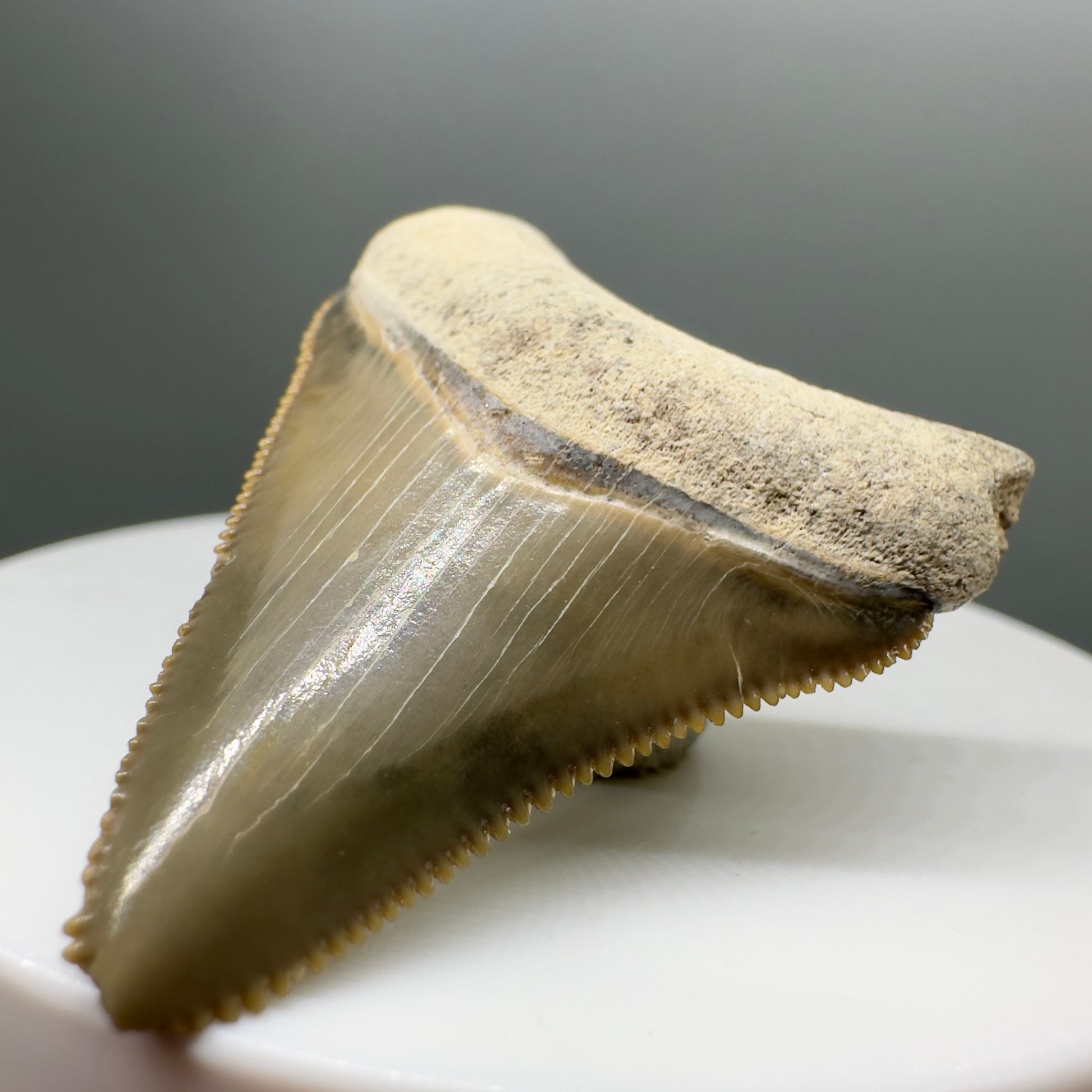 Colorful, sharply serrated 1.73" juvenile Fossil Megalodon Tooth from Bone Valley, FL - Front right