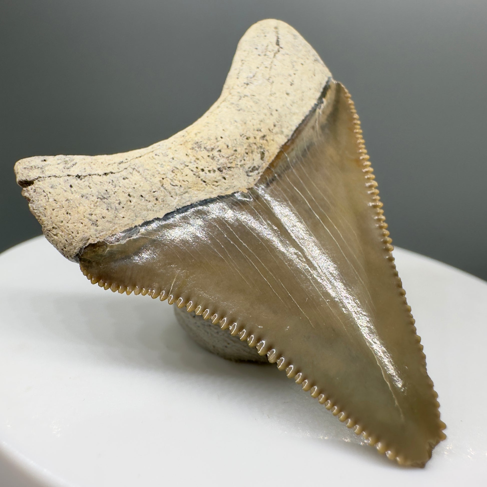 Colorful, sharply serrated 1.73" juvenile Fossil Megalodon Tooth from Bone Valley, FL - Back left