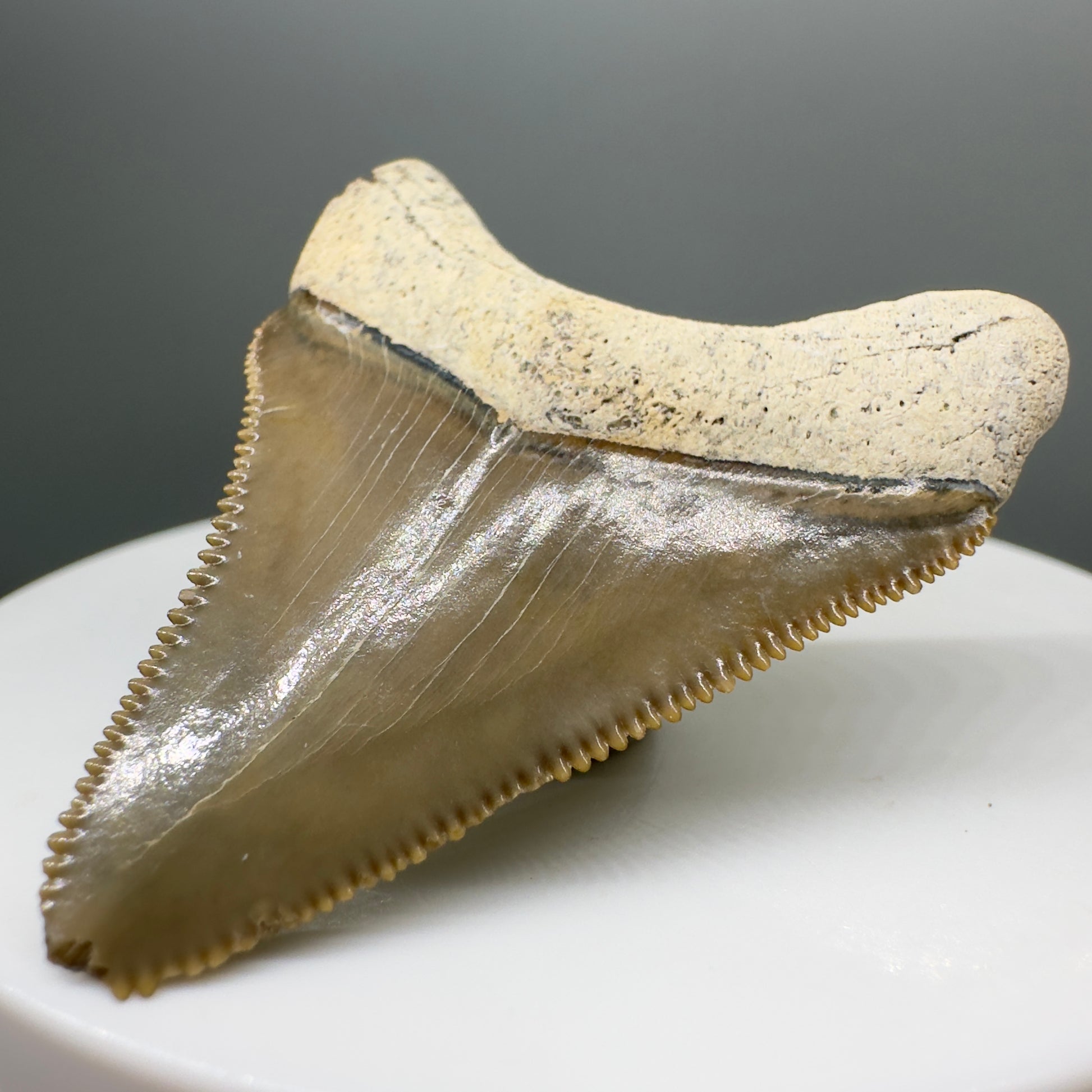 Colorful, sharply serrated 1.73" juvenile Fossil Megalodon Tooth from Bone Valley, FL - Back Right