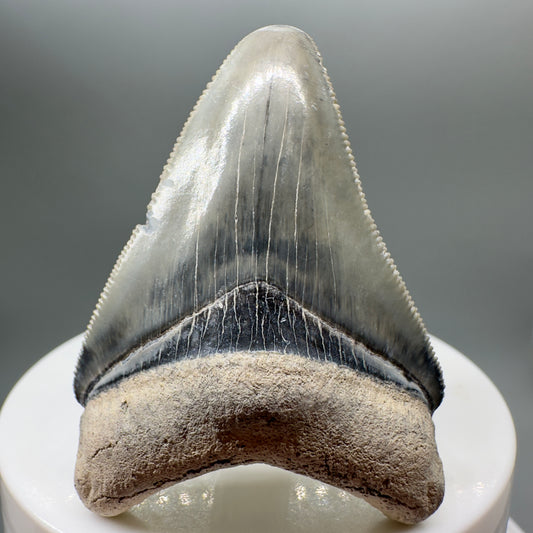 Colorful, sharply serrated 2.06" juvenile Fossil Megalodon Tooth from Bone Valley, FL MJ131 - Front
