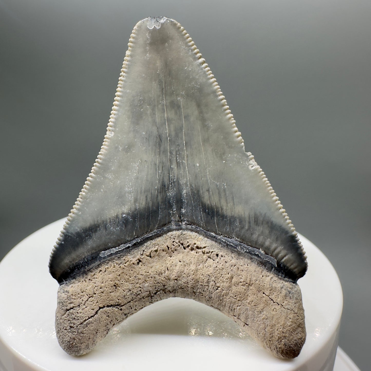 Colorful, sharply serrated 2.06" juvenile Fossil Megalodon Tooth from Bone Valley, FL MJ131 - Back 