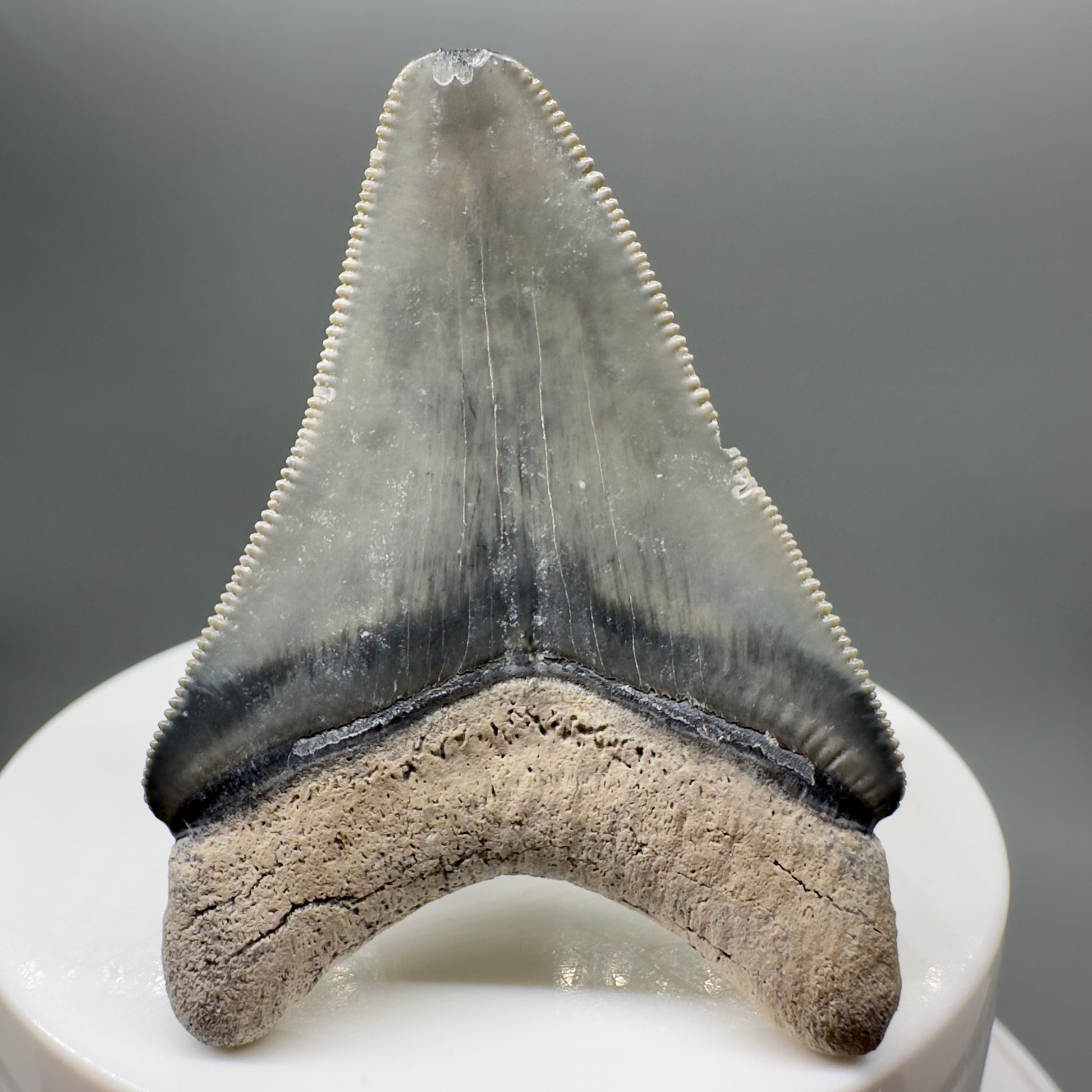 Colorful, sharply serrated 2.06" juvenile Fossil Megalodon Tooth from Bone Valley, FL MJ131 - Back 
