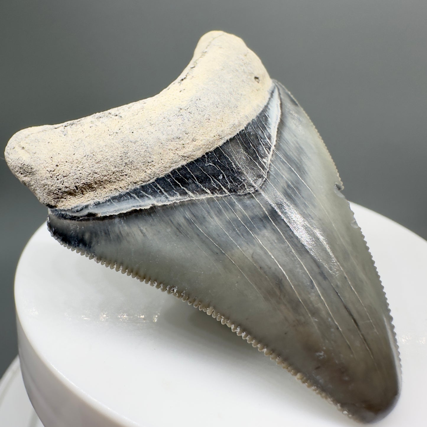 Colorful, sharply serrated 2.06" juvenile Fossil Megalodon Tooth from Bone Valley, FL MJ131 - Front left