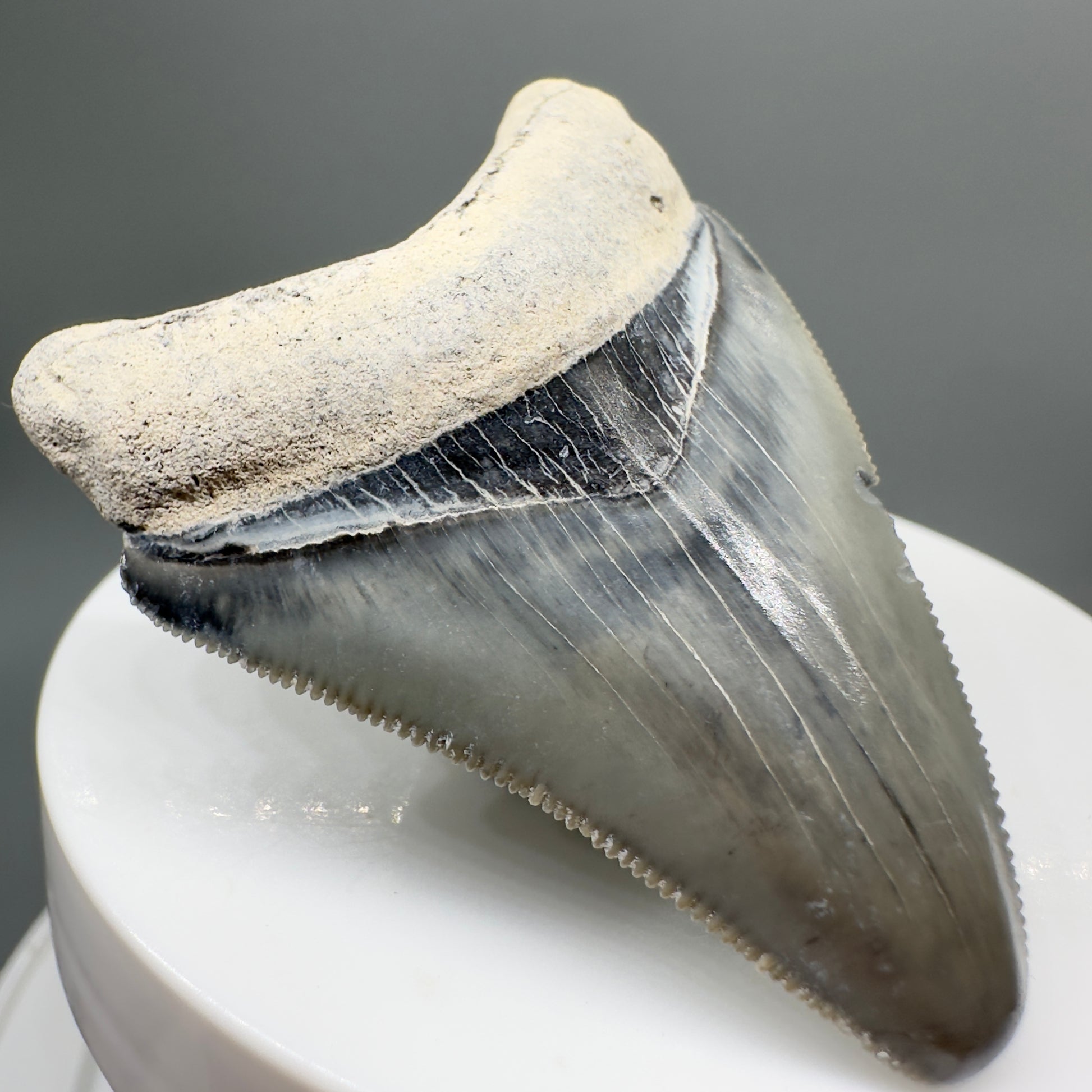 Colorful, sharply serrated 2.06" juvenile Fossil Megalodon Tooth from Bone Valley, FL MJ131 - Front left