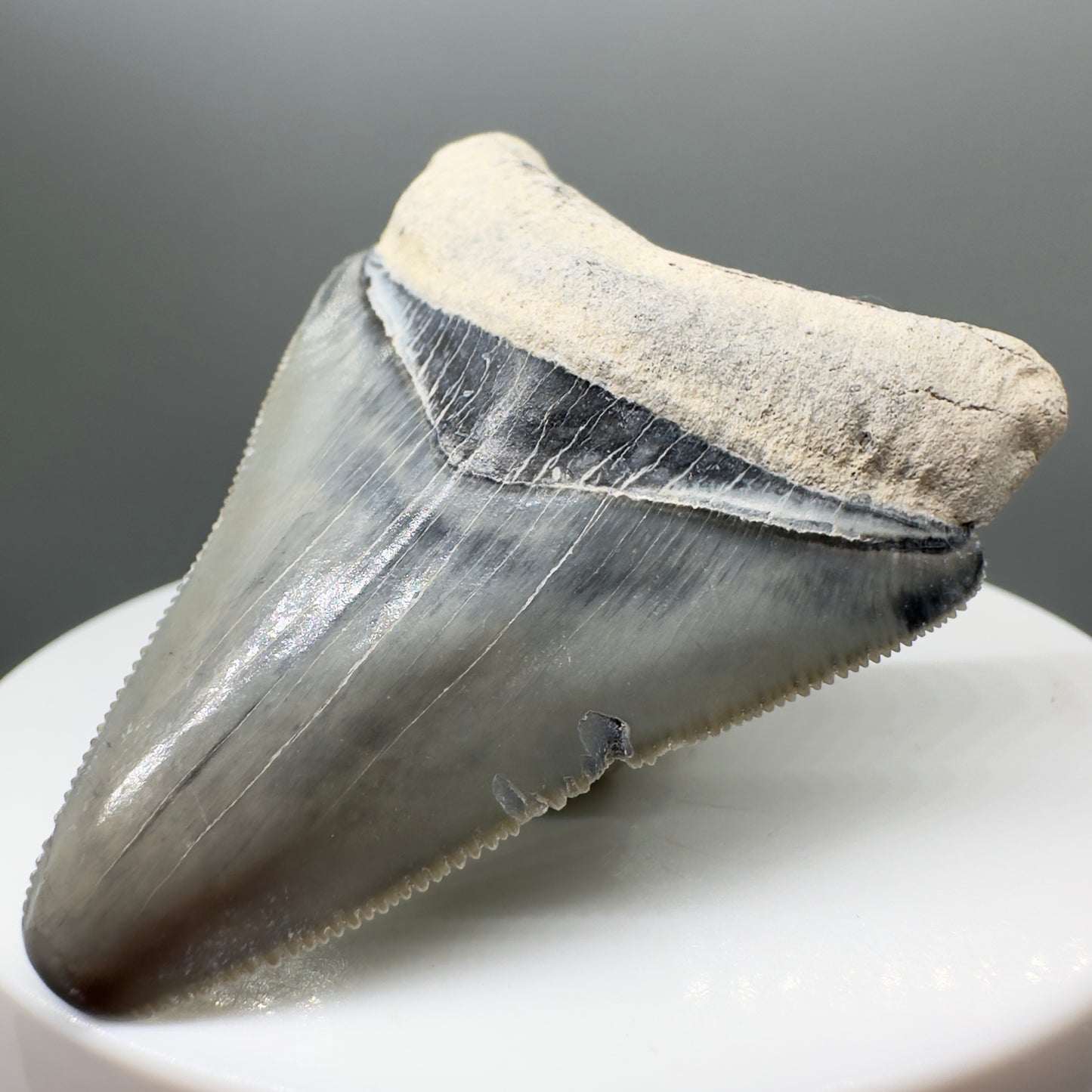 Colorful, sharply serrated 2.06" juvenile Fossil Megalodon Tooth from Bone Valley, FL MJ131 - Front Right
