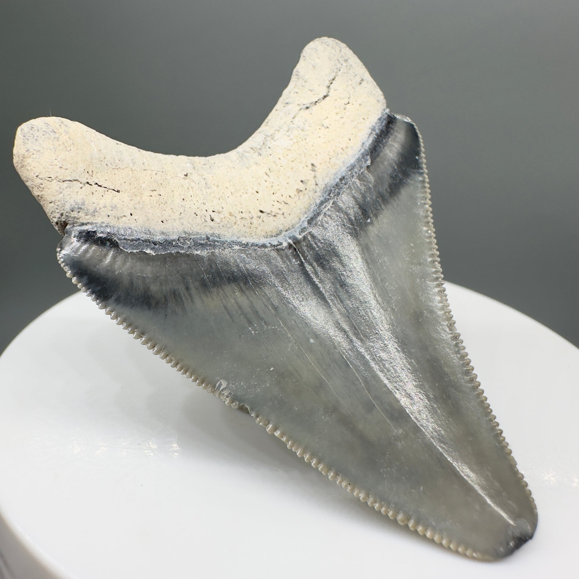Colorful, sharply serrated 2.06" juvenile Fossil Megalodon Tooth from Bone Valley, FL MJ131 - Back left