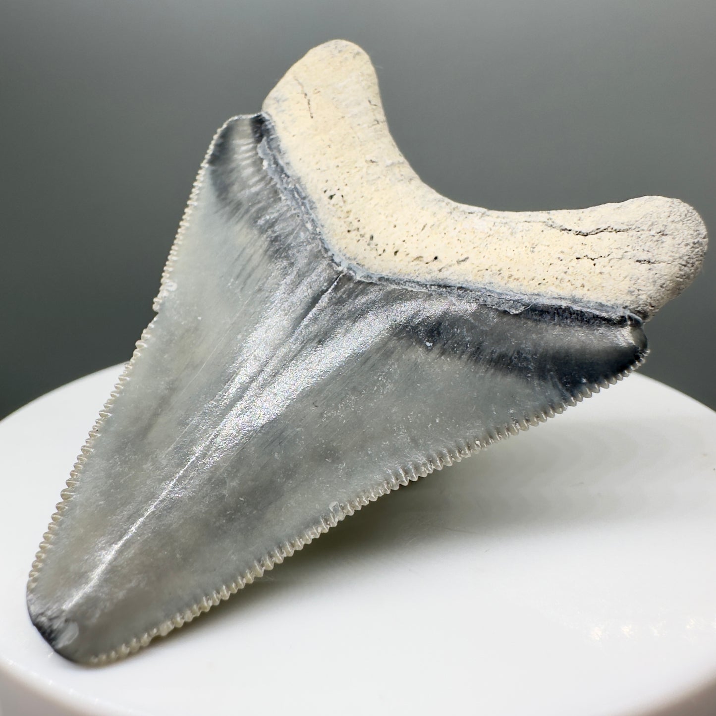 Colorful, sharply serrated 2.06" juvenile Fossil Megalodon Tooth from Bone Valley, FL MJ131 - Back Right