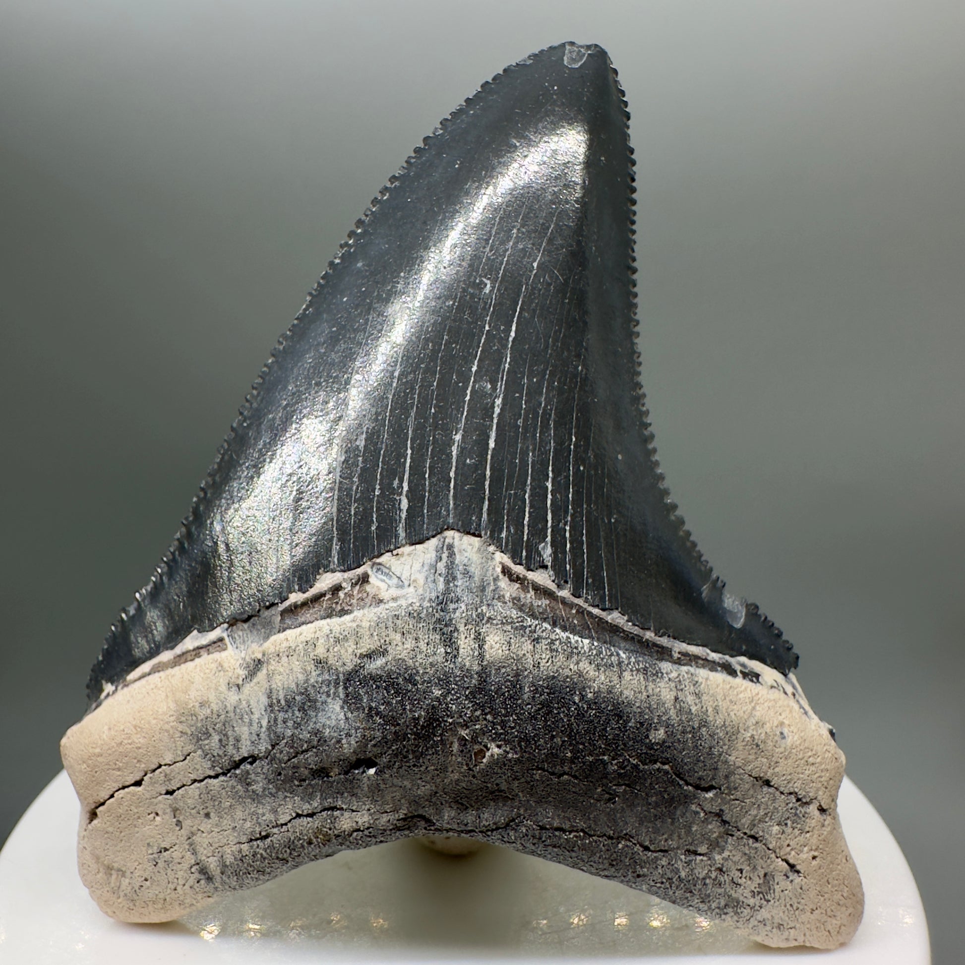 Blue Colors 2.76" Sharply Serrated Fossil Megalodon Tooth from Bone Valley, FL MJ33 - Front