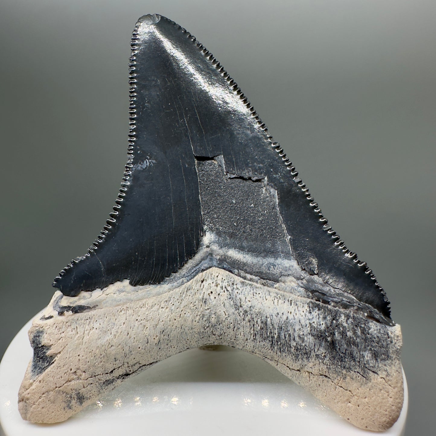 Blue Colors 2.76" Sharply Serrated Fossil Megalodon Tooth from Bone Valley, FL MJ33 - Back