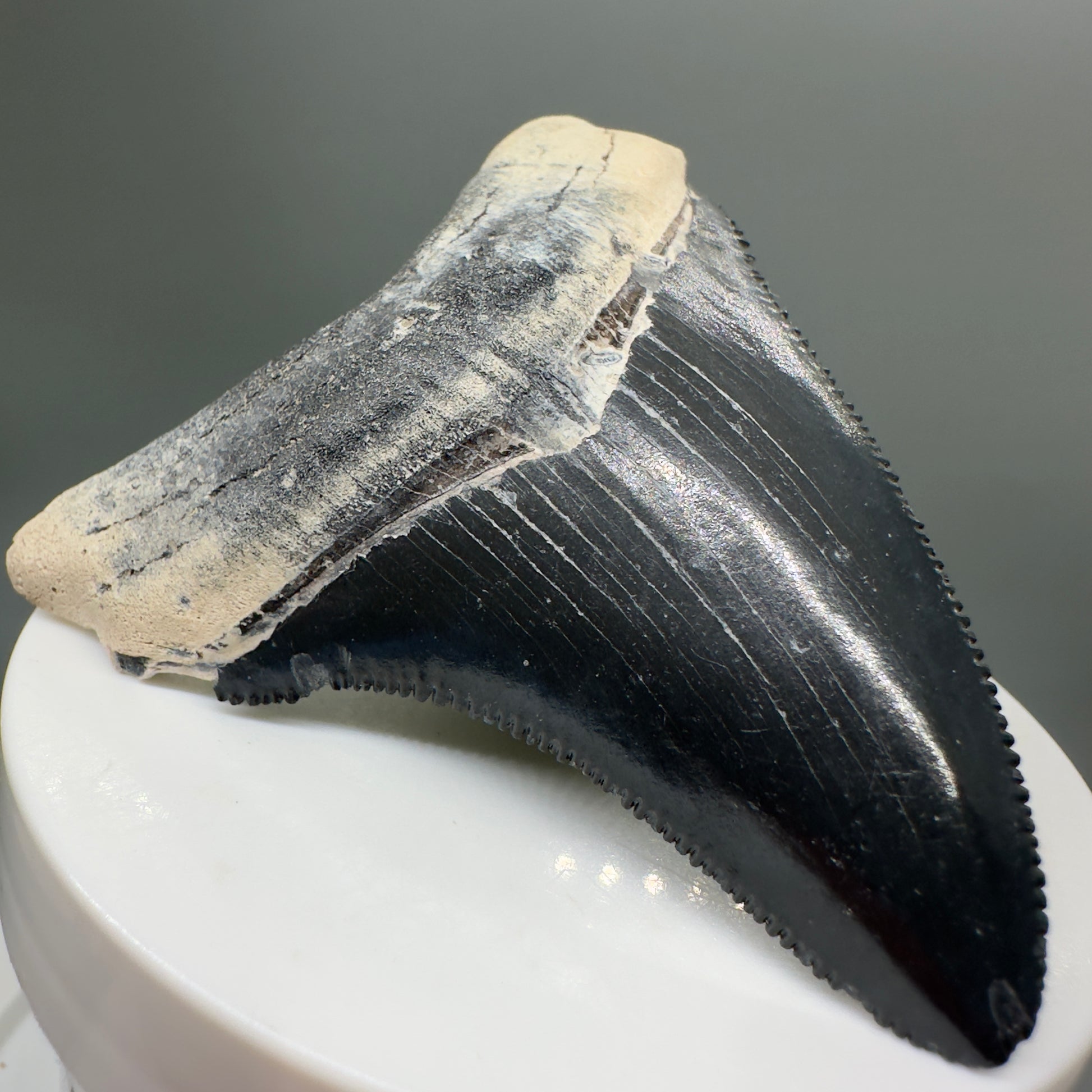 Blue Colors 2.76" Sharply Serrated Fossil Megalodon Tooth from Bone Valley, FL MJ33 - Front left