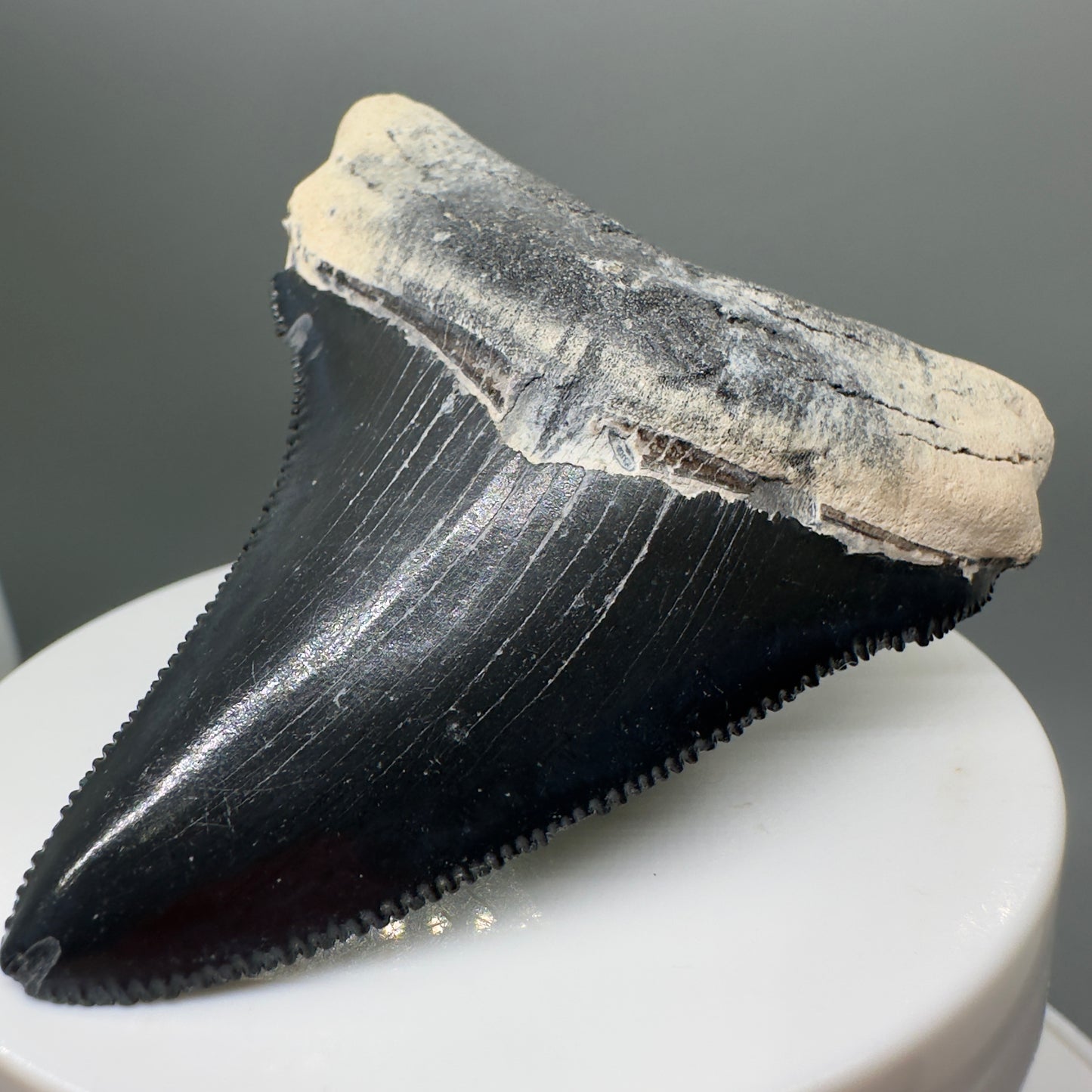 Blue Colors 2.76" Sharply Serrated Fossil Megalodon Tooth from Bone Valley, FL MJ33 - Front Right