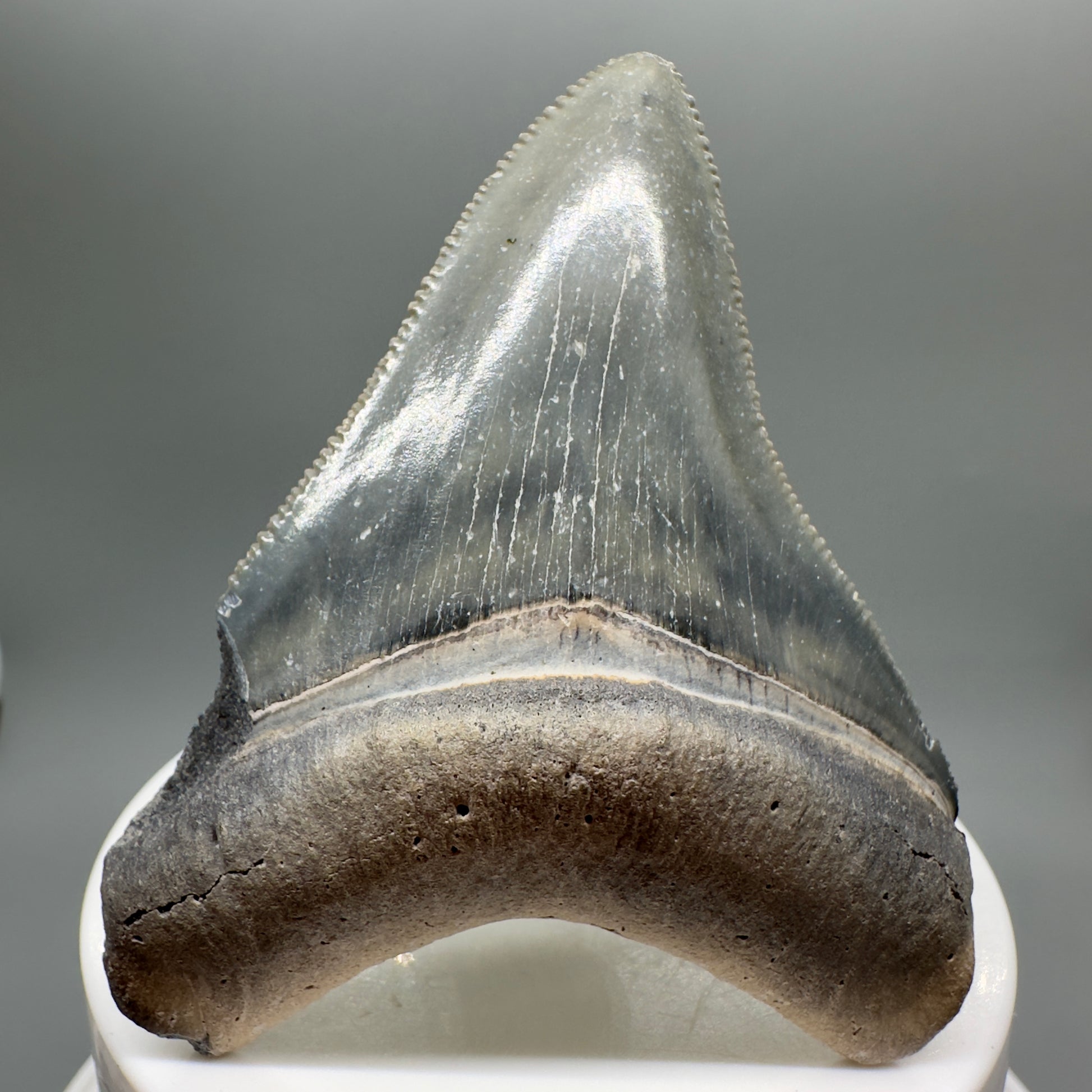Colorful 2.70" Sharply Serrated Fossil Megalodon Tooth from Bone Valley, FL MJ132 - Front