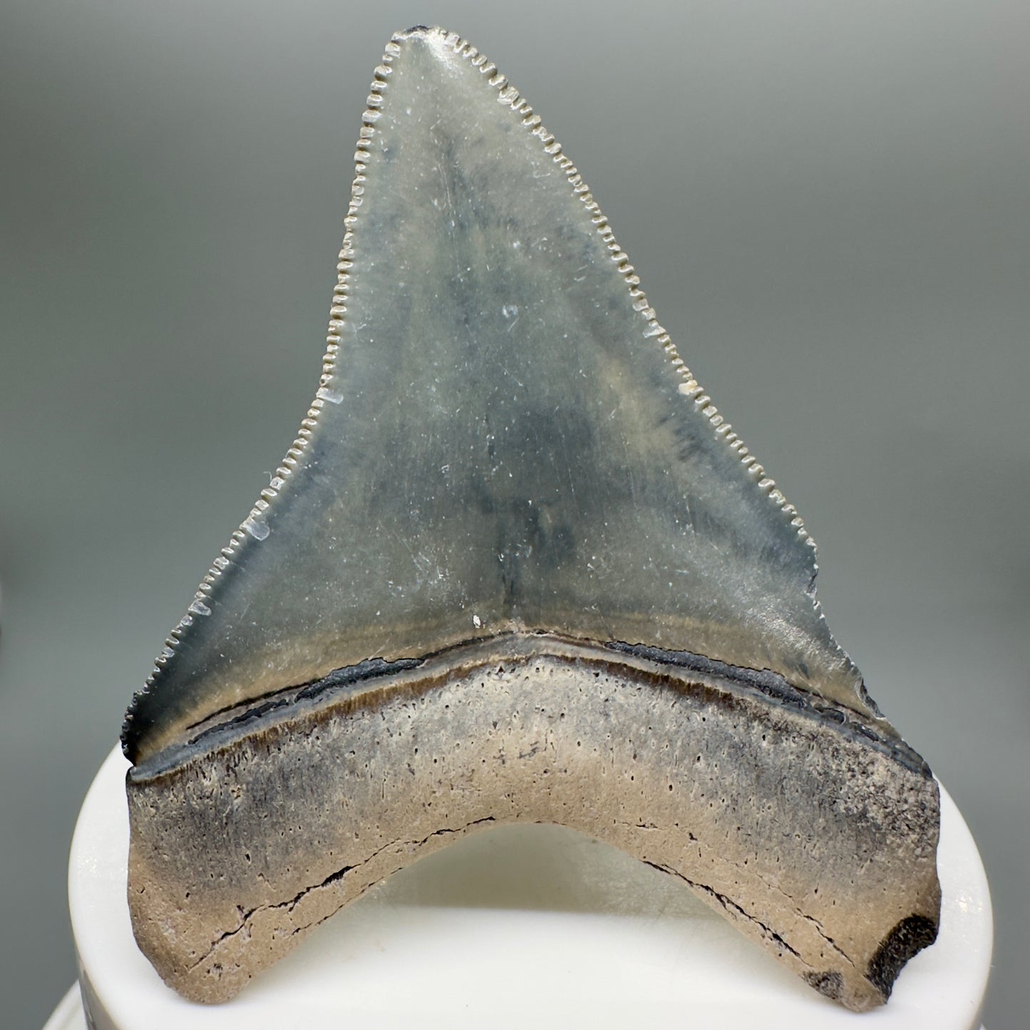 Colorful 2.70" Sharply Serrated Fossil Megalodon Tooth from Bone Valley, FL MJ132 - Back