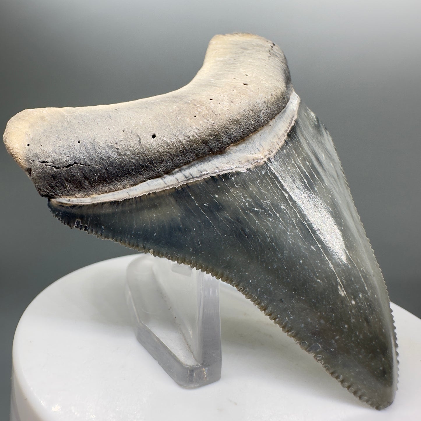 Colorful 2.70" Sharply Serrated Fossil Megalodon Tooth from Bone Valley, FL MJ132 - Front left