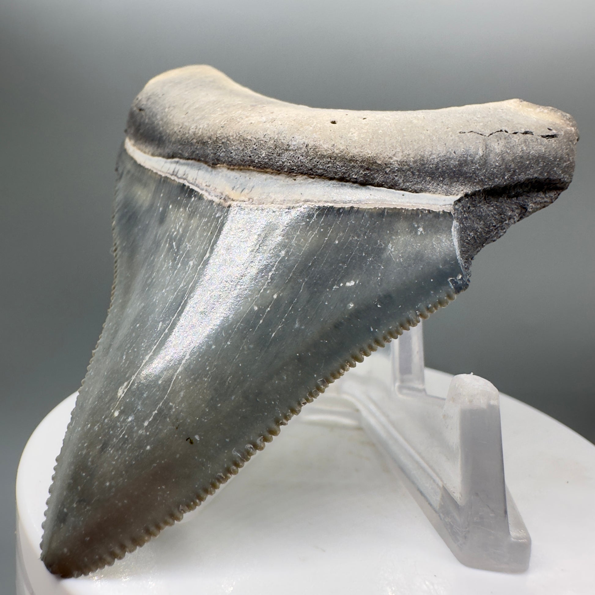 Colorful 2.70" Sharply Serrated Fossil Megalodon Tooth from Bone Valley, FL MJ132 - Front Right
