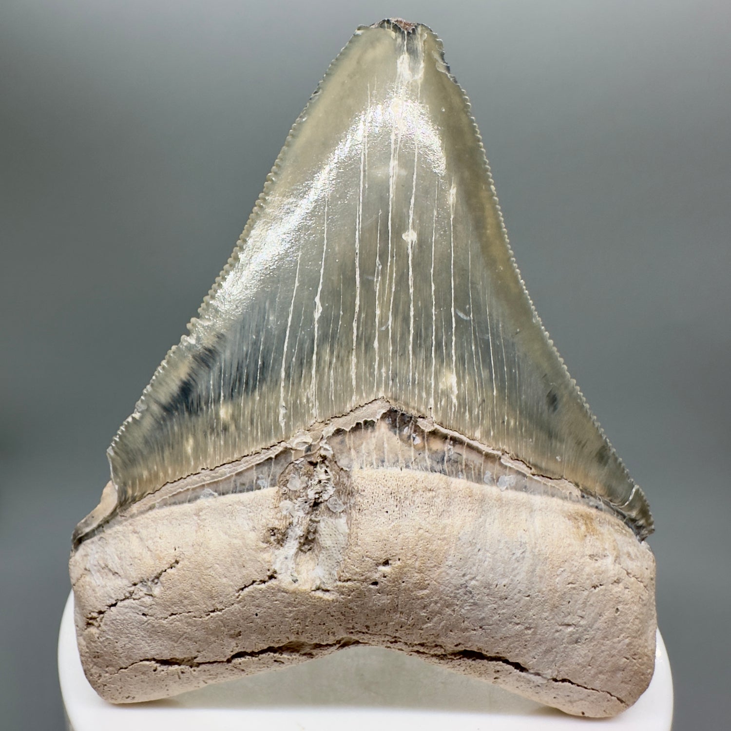 Colorful 2.99" Sharply Serrated Fossil Megalodon Tooth from Bone Valley, FL MJ134 - Front