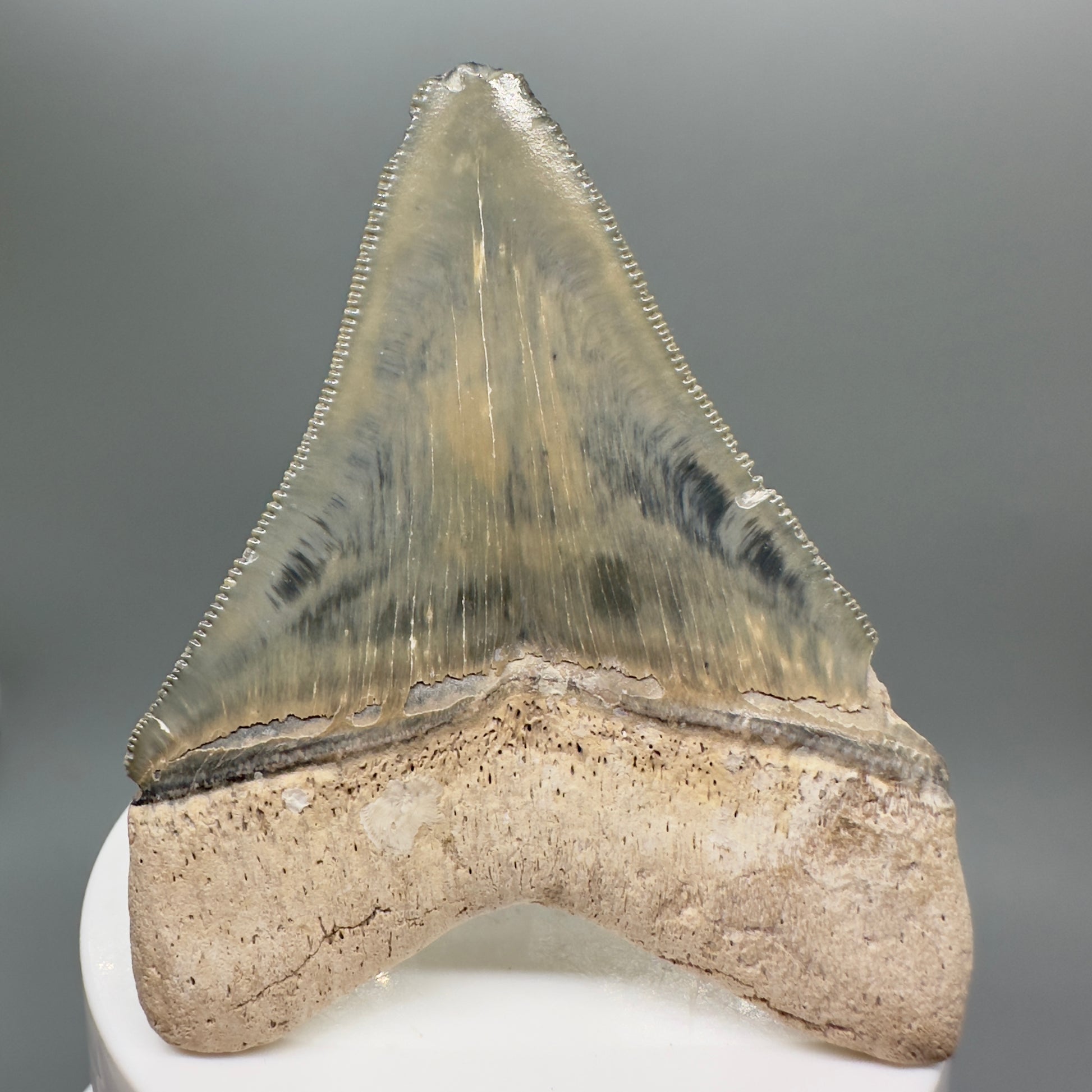 Colorful 2.99" Sharply Serrated Fossil Megalodon Tooth from Bone Valley, FL MJ134 - Back