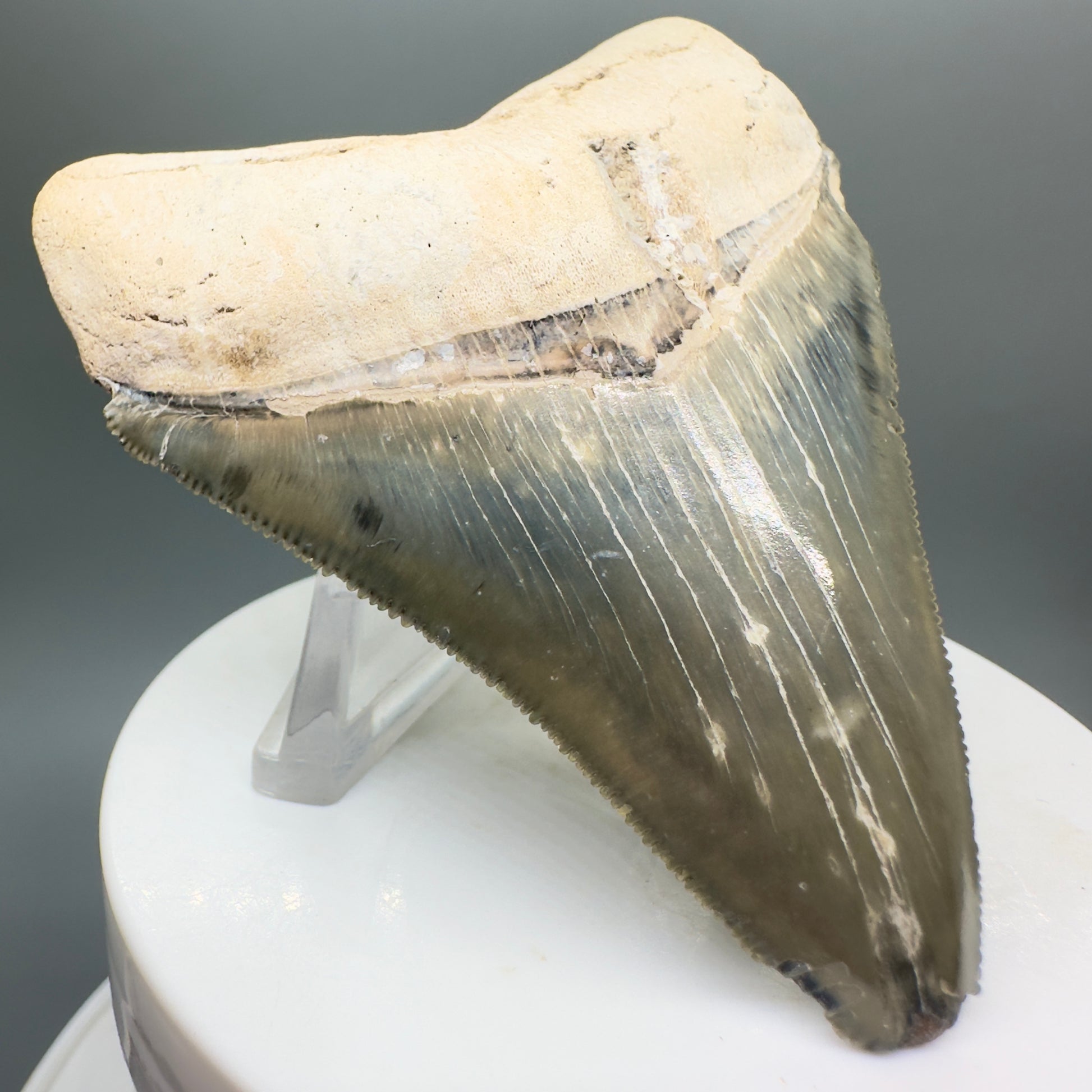 Colorful 2.99" Sharply Serrated Fossil Megalodon Tooth from Bone Valley, FL MJ134 - Front Left