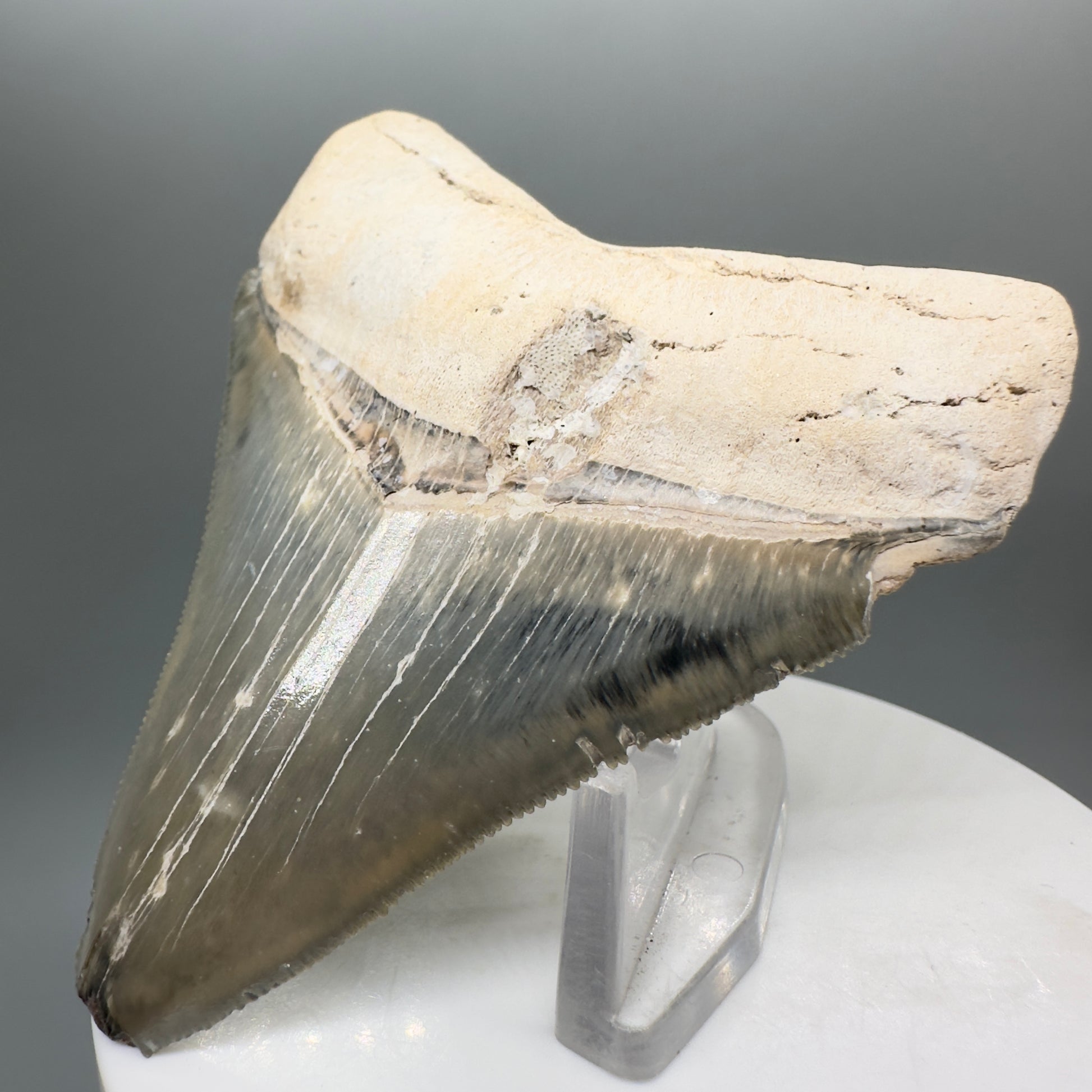 Colorful 2.99" Sharply Serrated Fossil Megalodon Tooth from Bone Valley, FL MJ134 - Front Right