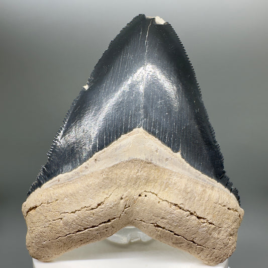 Blue Colors 3.42" Sharply Serrated Fossil Megalodon Tooth from Bone Valley, FL MJ135 - Front