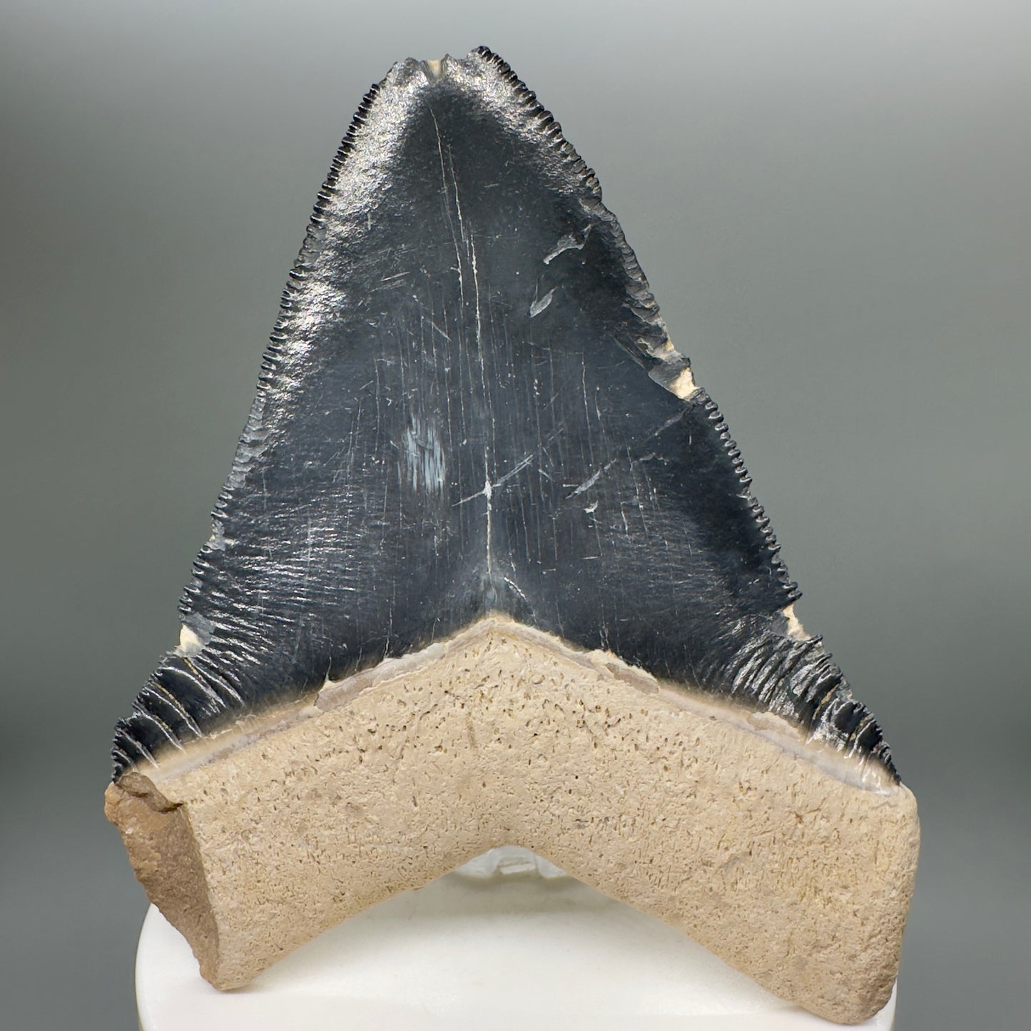 Blue Colors 3.42" Sharply Serrated Fossil Megalodon Tooth from Bone Valley, FL MJ135 - Back