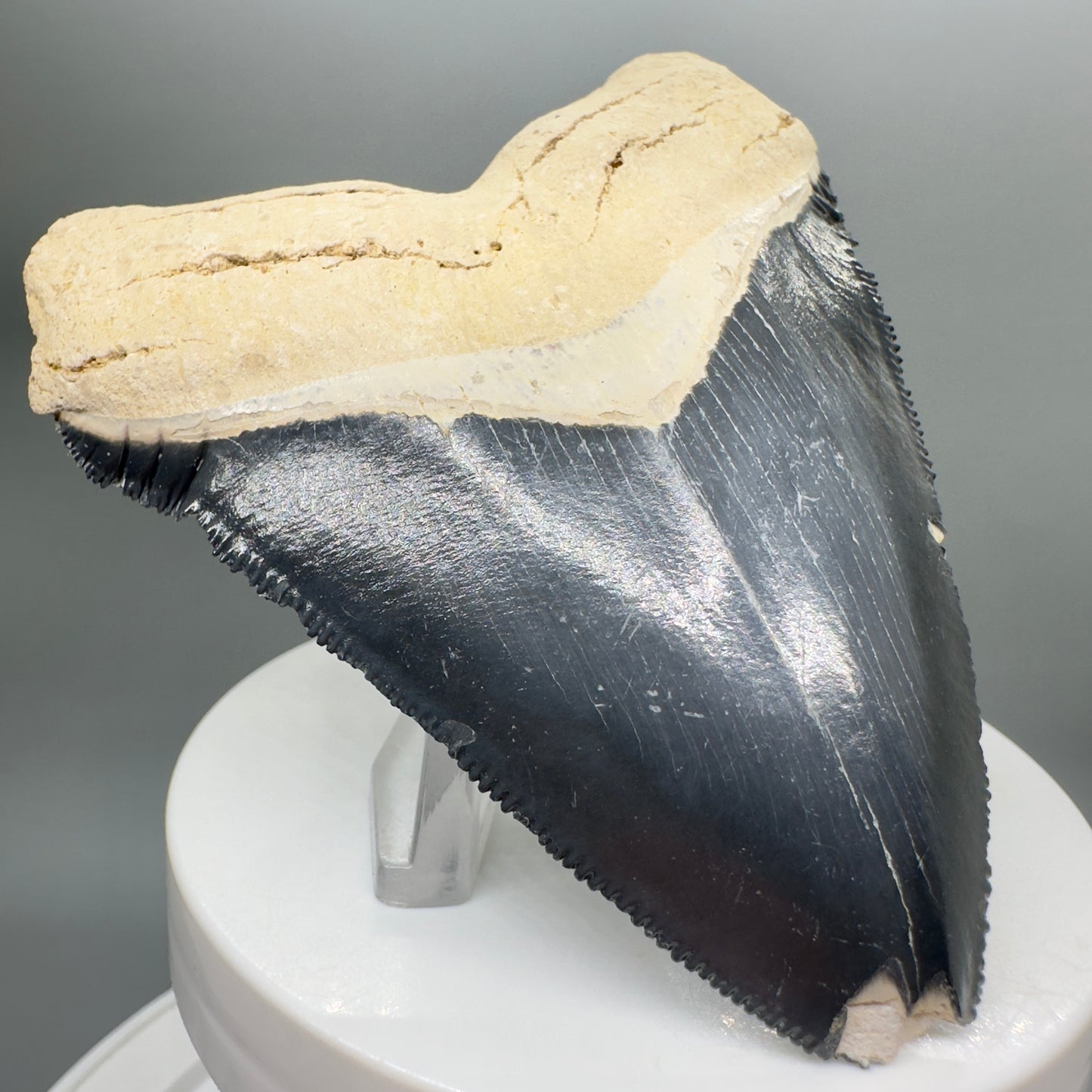 Blue Colors 3.42" Sharply Serrated Fossil Megalodon Tooth from Bone Valley, FL MJ135 - Front Left
