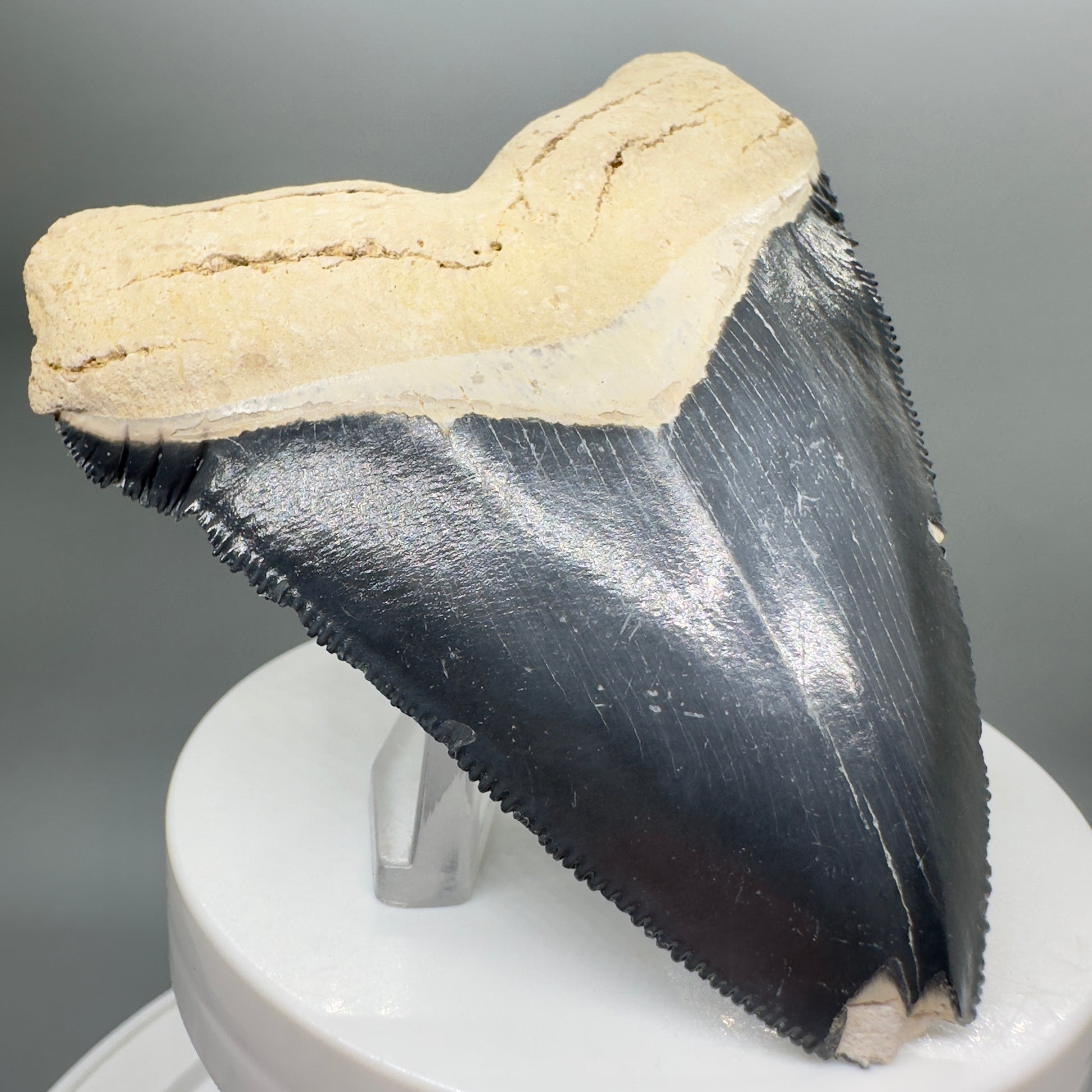 Blue Colors 3.42" Sharply Serrated Fossil Megalodon Tooth from Bone Valley, FL MJ135 - Front Left