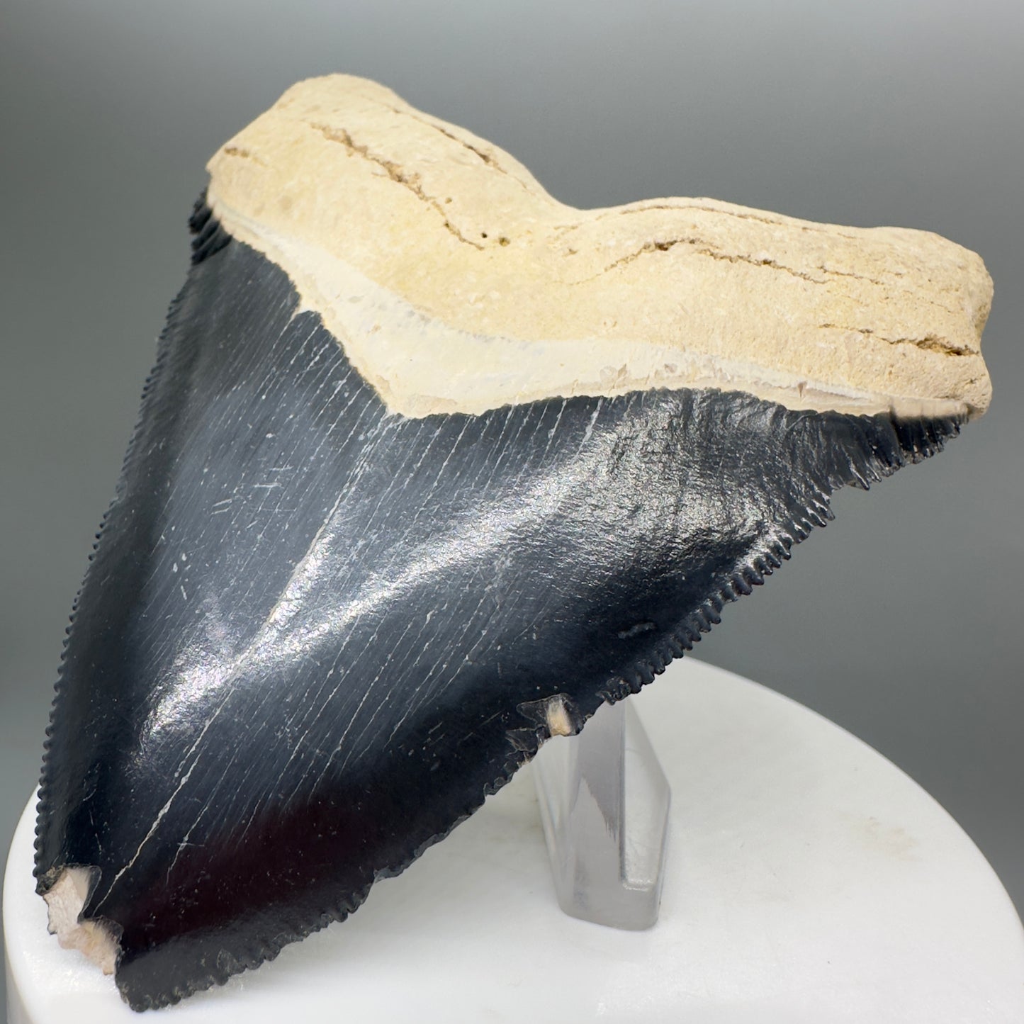 Blue Colors 3.42" Sharply Serrated Fossil Megalodon Tooth from Bone Valley, FL MJ135 - Front Right
