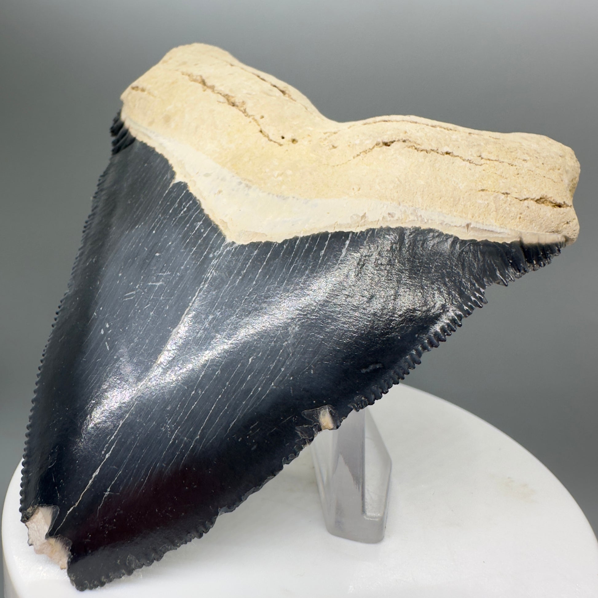 Blue Colors 3.42" Sharply Serrated Fossil Megalodon Tooth from Bone Valley, FL MJ135 - Front Right