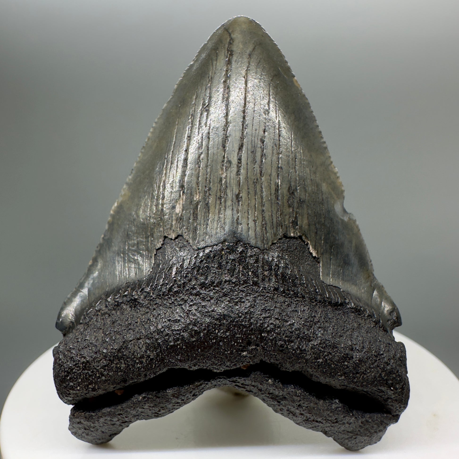 Colorful 2.31" Fossil Megalodon Tooth from South Carolina MJ140 - Front