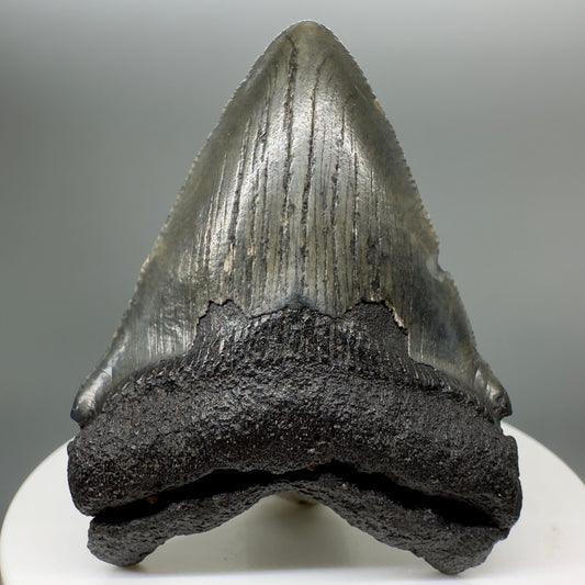 Colorful 2.31" Fossil Megalodon Tooth from South Carolina MJ140 - Front