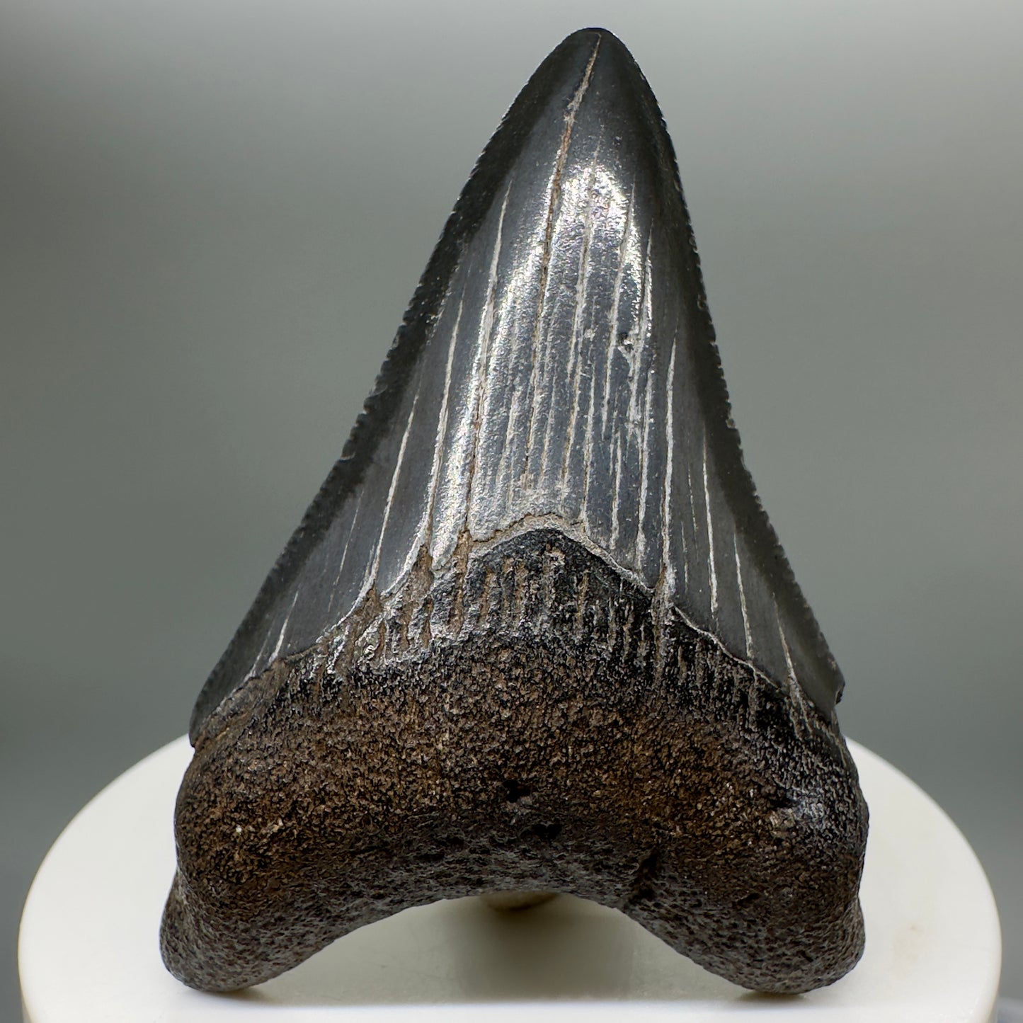 Dark Colors, serrated 2.51" Fossil Megalodon Tooth from South Carolina MJ142 - Front