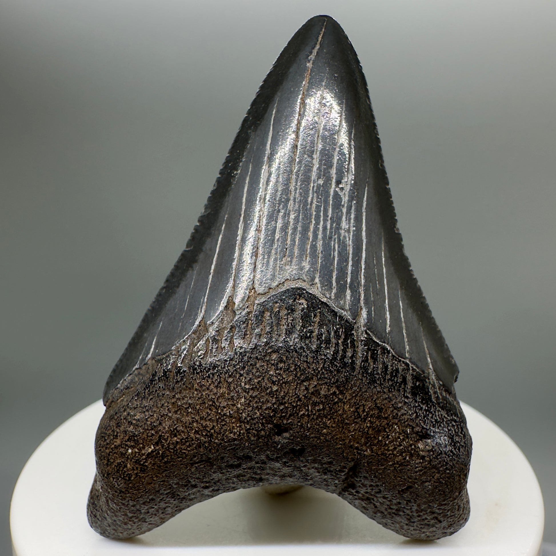 Dark Colors, serrated 2.51" Fossil Megalodon Tooth from South Carolina MJ142 - Front