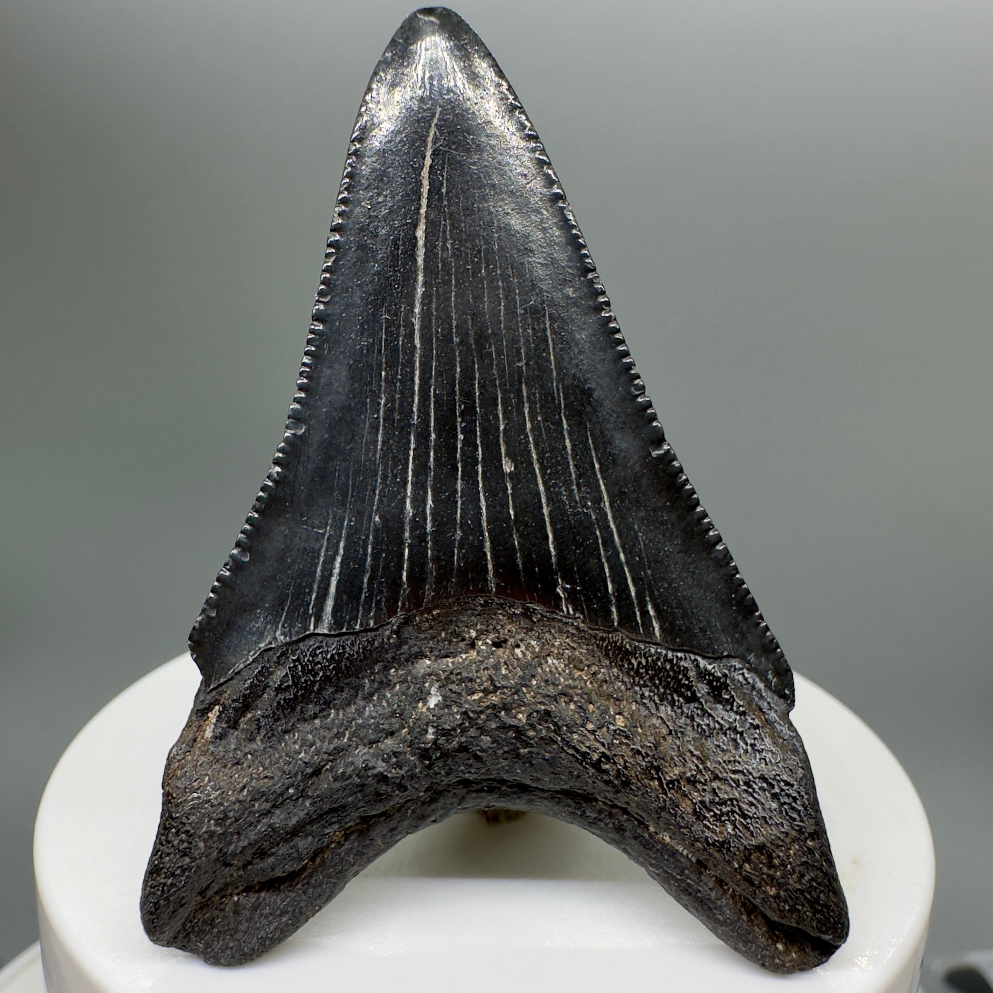 Dark Colors, serrated 2.51" Fossil Megalodon Tooth from South Carolina MJ142 - Back