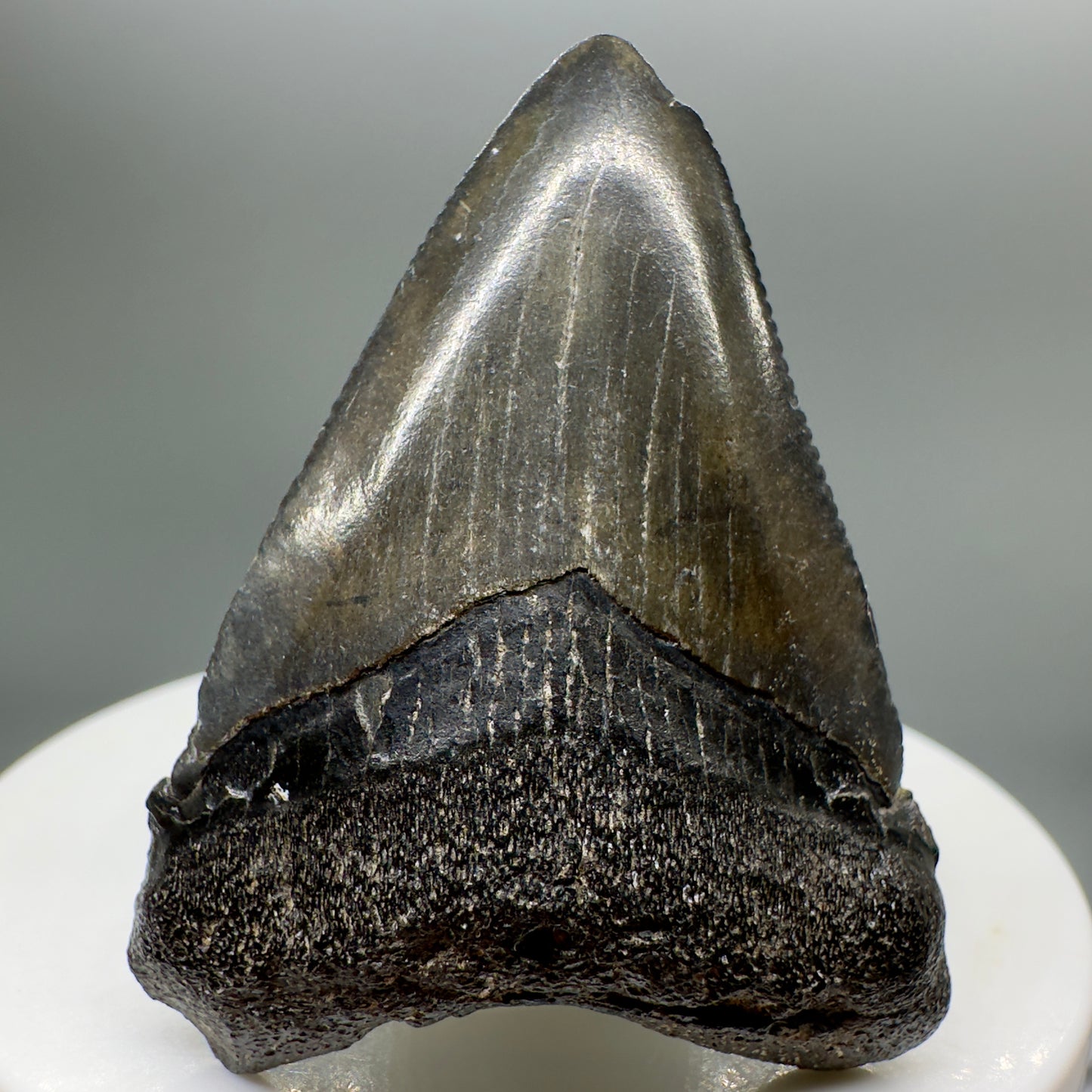 Dark colors, serrated 1.92" Fossil Megalodon Tooth from South Carolina MJ137 - Front